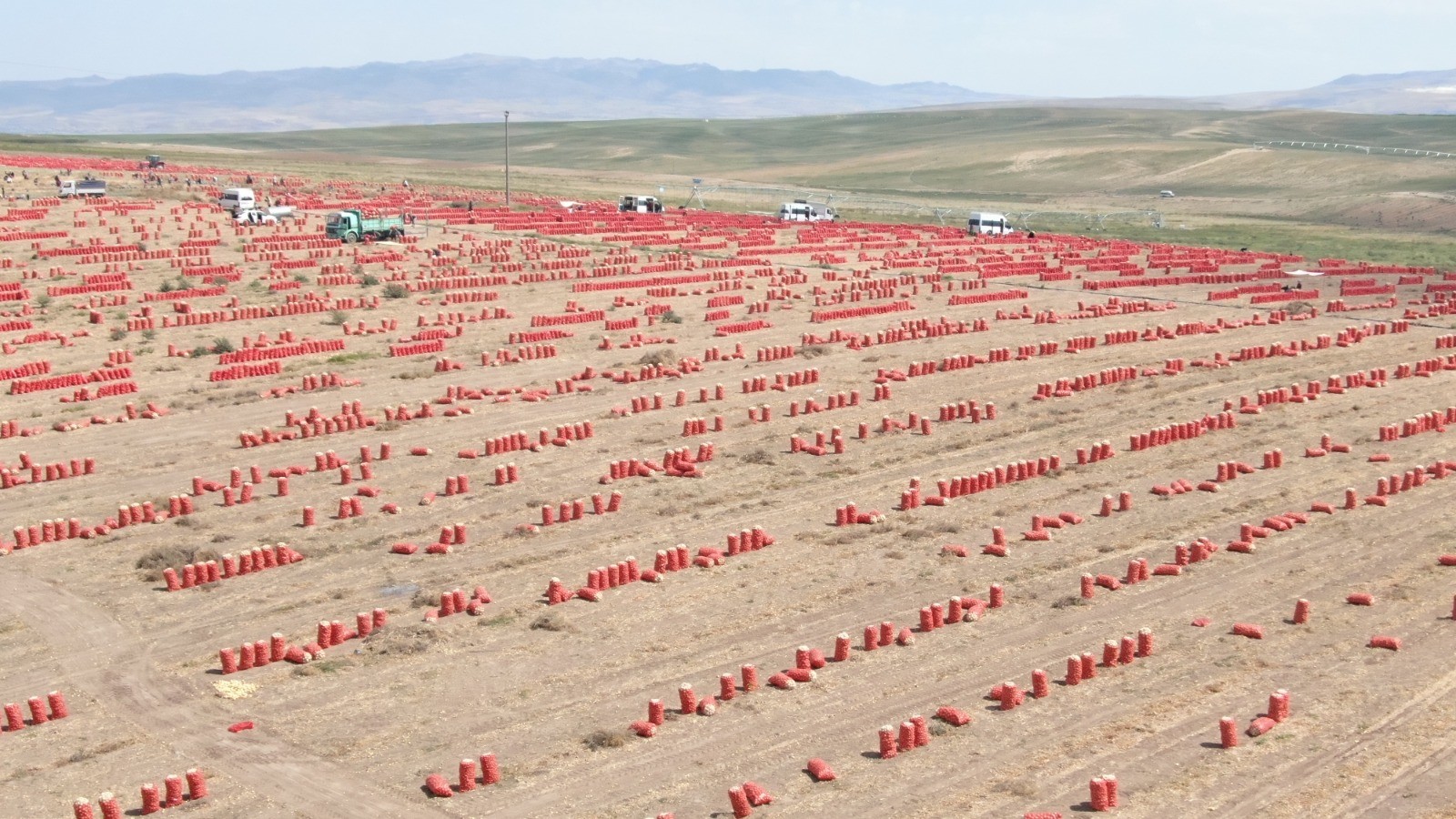 Başkent’te soğan hasadı başladı, tarlalar kırmızıya büründü