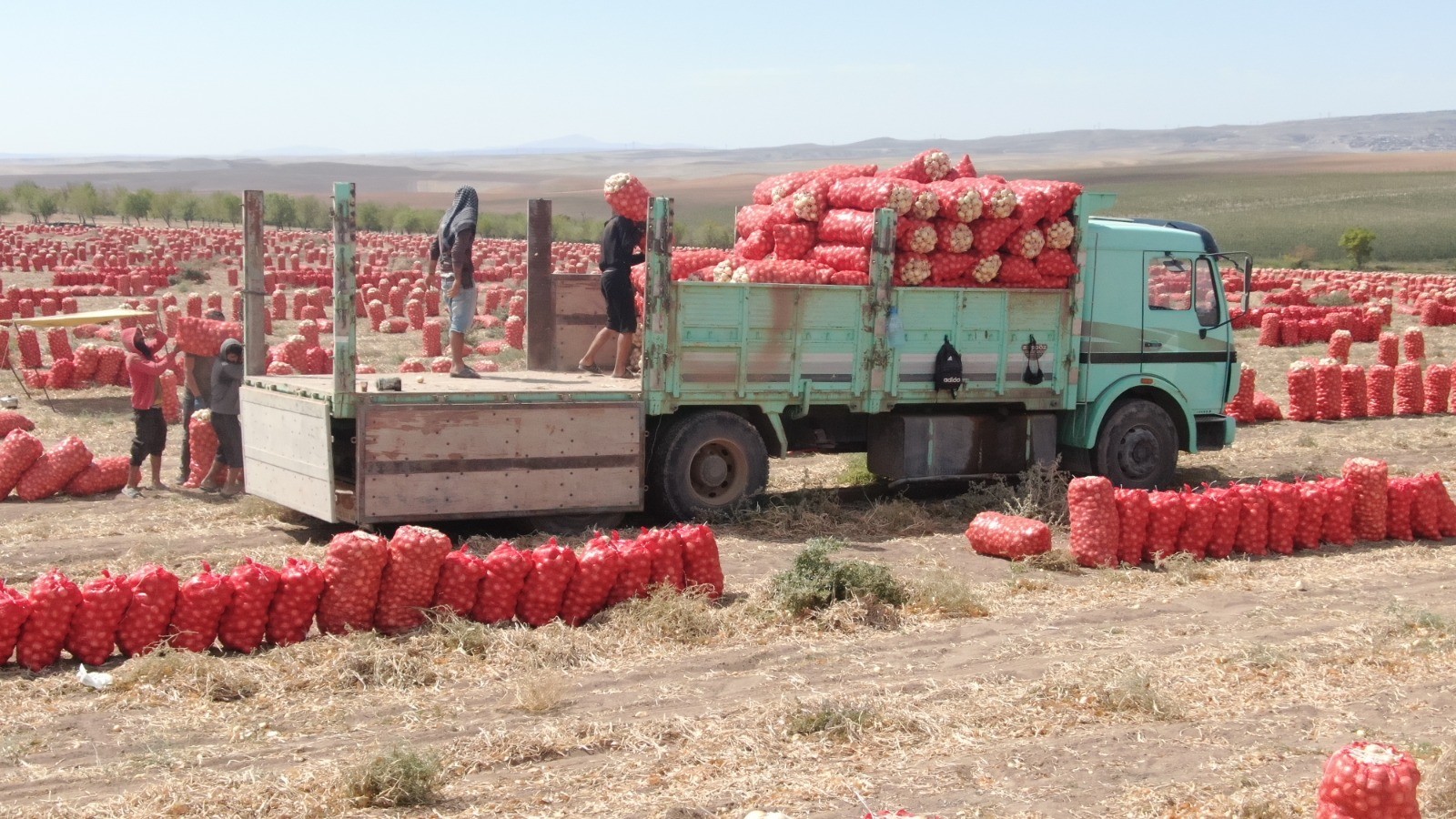 Başkent’te soğan hasadı başladı, tarlalar kırmızıya büründü