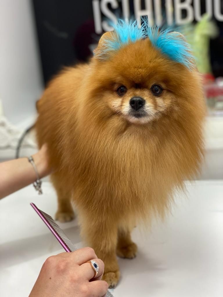 Köpek otelindeki ölüm savcılığa taşındı