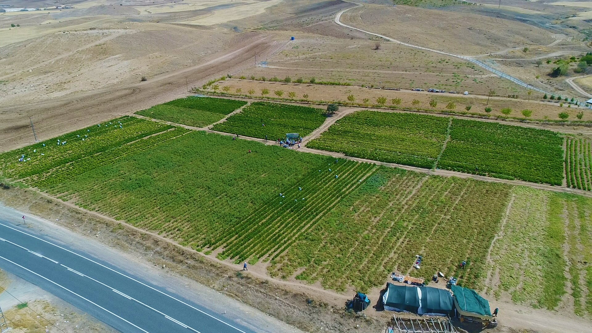 Marketlerdeki fahiş fiyata kızdı, tarlasını vatandaşlara açtı