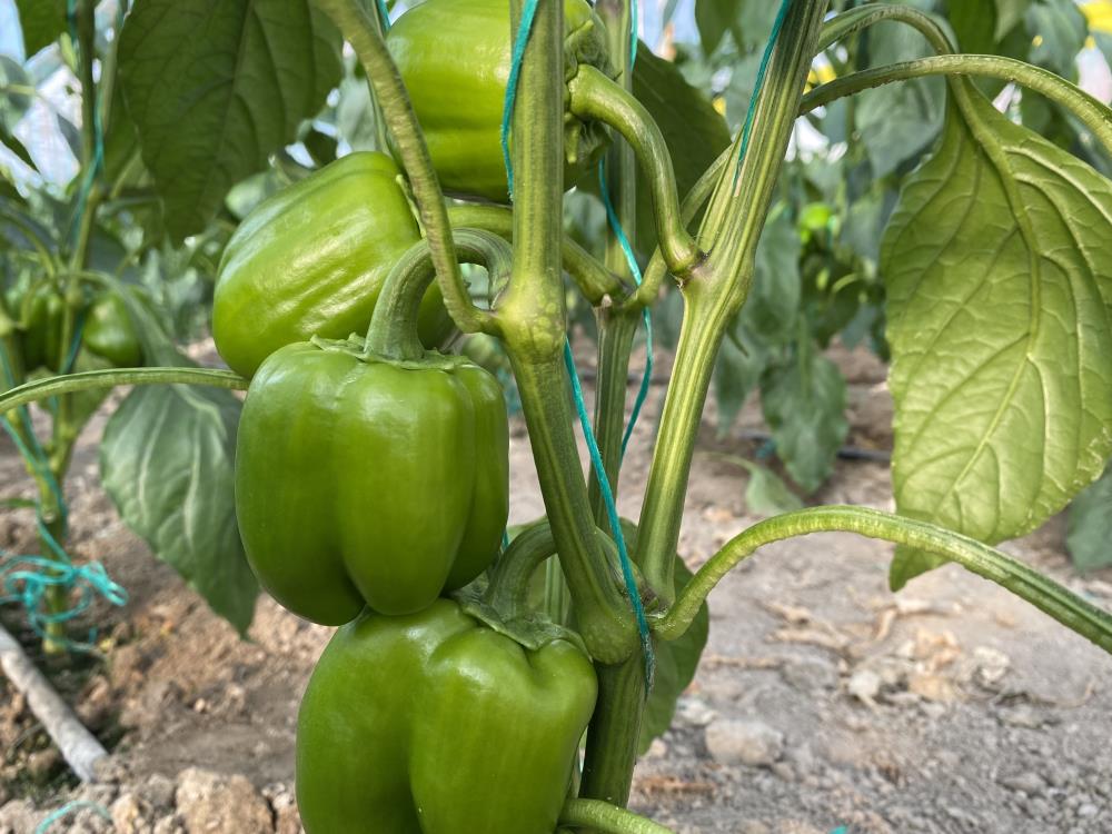 Antalya’dan çıkıyor, Balkan, Rusya ve Avrupa ülkelerine ihraç ediliyor