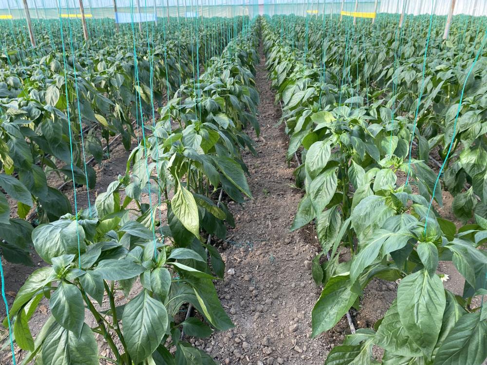 Antalya’dan çıkıyor, Balkan, Rusya ve Avrupa ülkelerine ihraç ediliyor