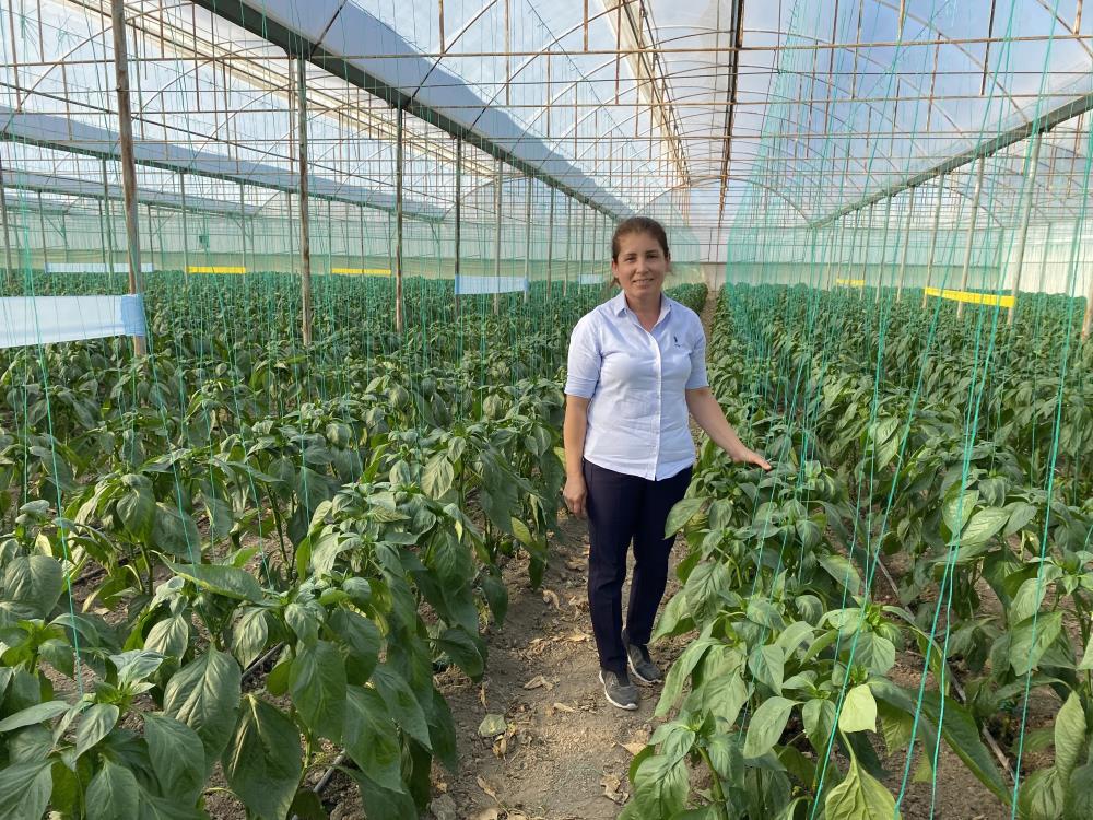 Antalya’dan çıkıyor, Balkan, Rusya ve Avrupa ülkelerine ihraç ediliyor