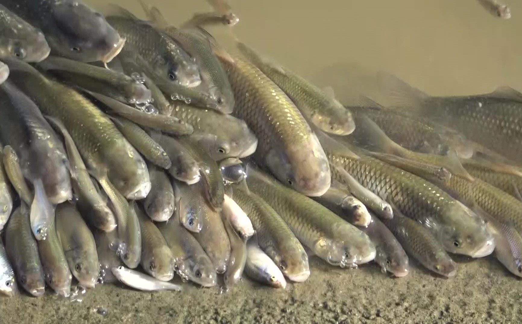 Yeşilırmak’ta üzen görüntüler: Balıklar böyle çırpındı