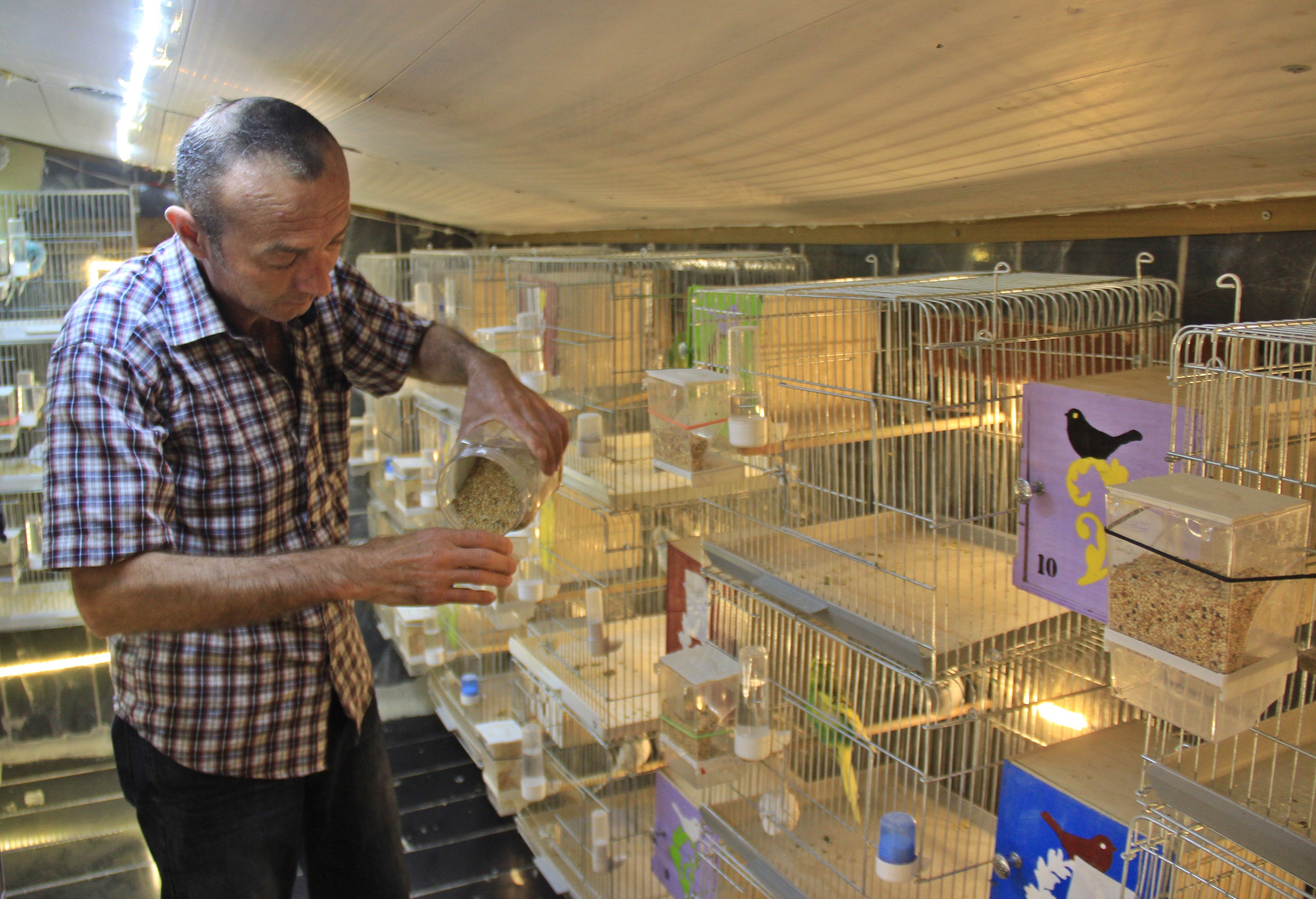 Alkol bağımlısıydı, bir muhabbet kuşu hayatını değiştirdi