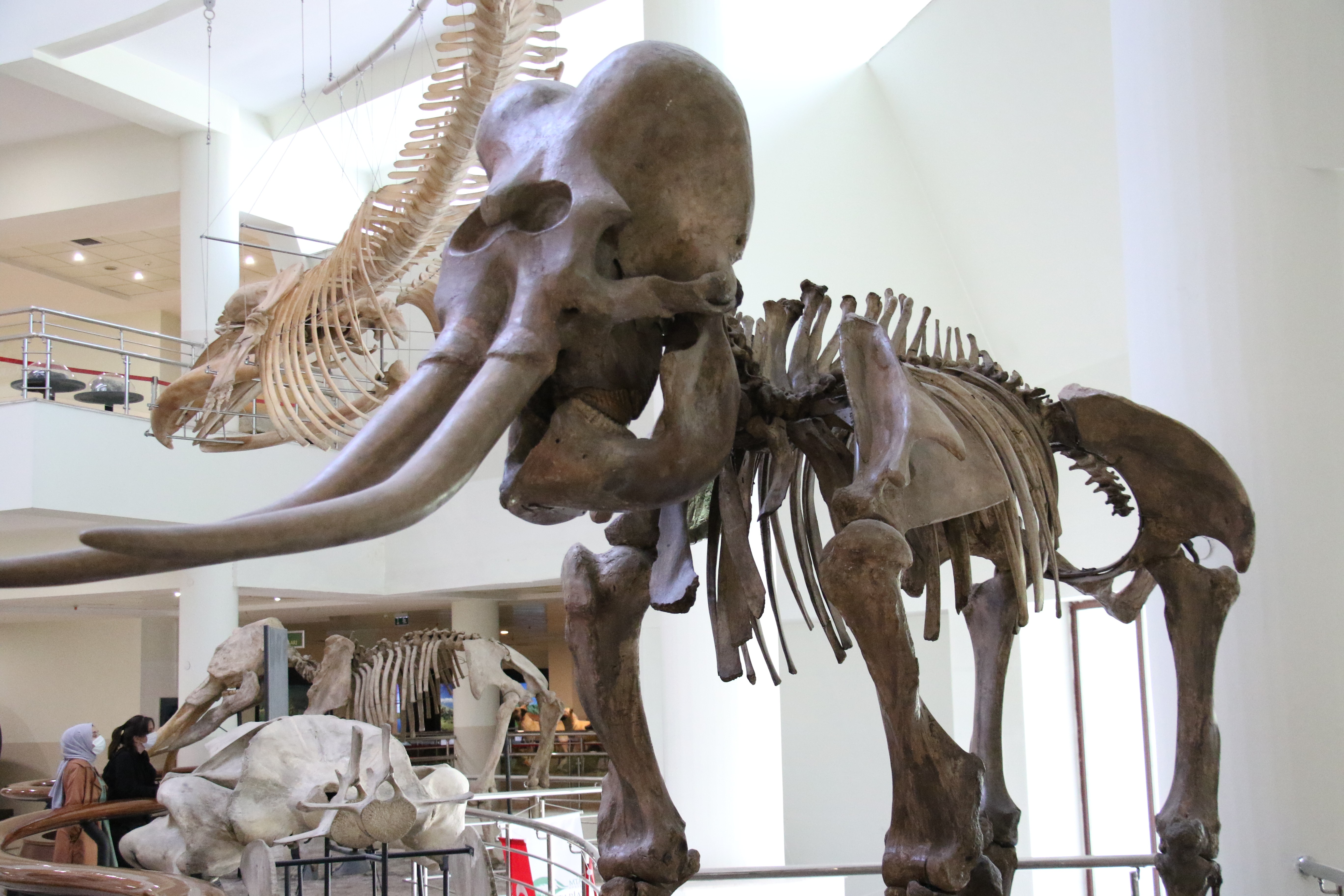 Türkiye’nin ilk Tabiat Tarihi Müzesi ile öğrenciler derslerde öğrendiklerini gerçek hayatta inceliyor