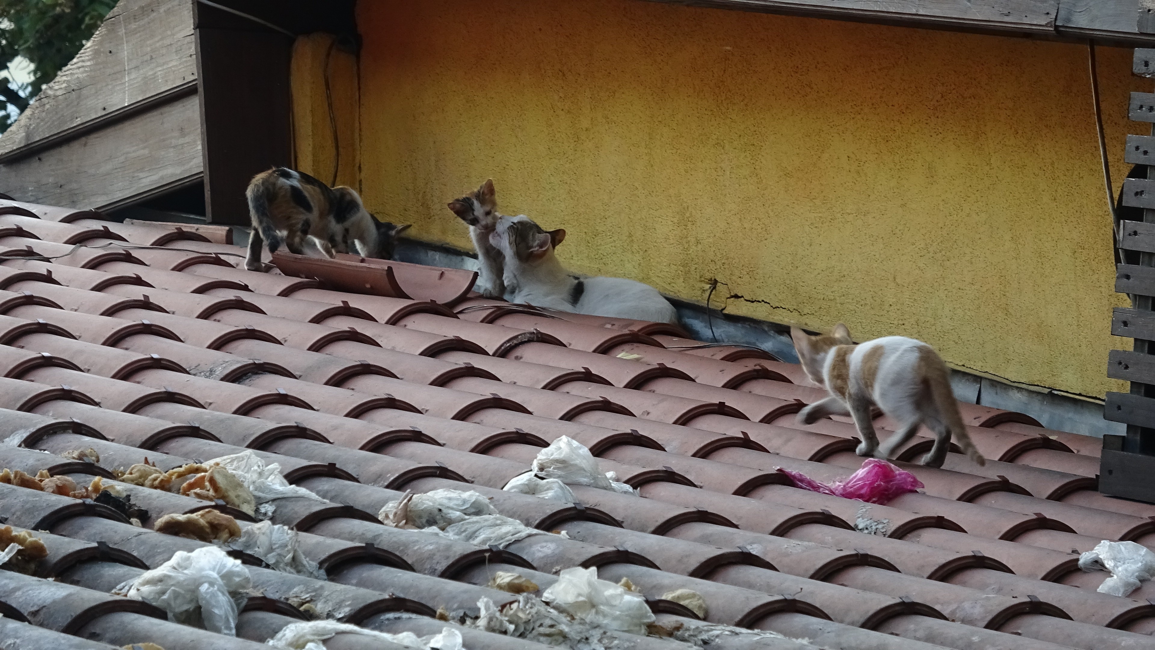 Uyanık kedi iyi yere dükkân açtı