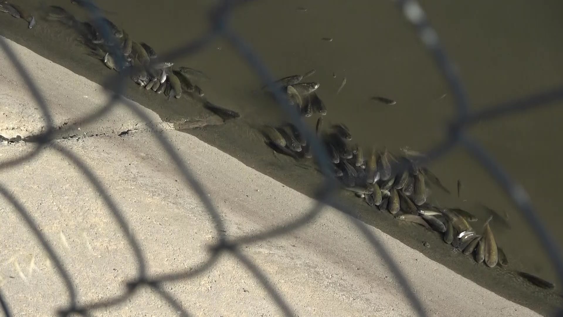 Yeşilırmak’ta üzen görüntüler: Balıklar böyle çırpındı