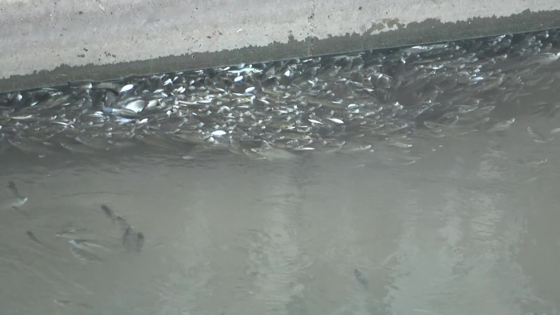 Yeşilırmak’ta üzen görüntüler: Balıklar böyle çırpındı