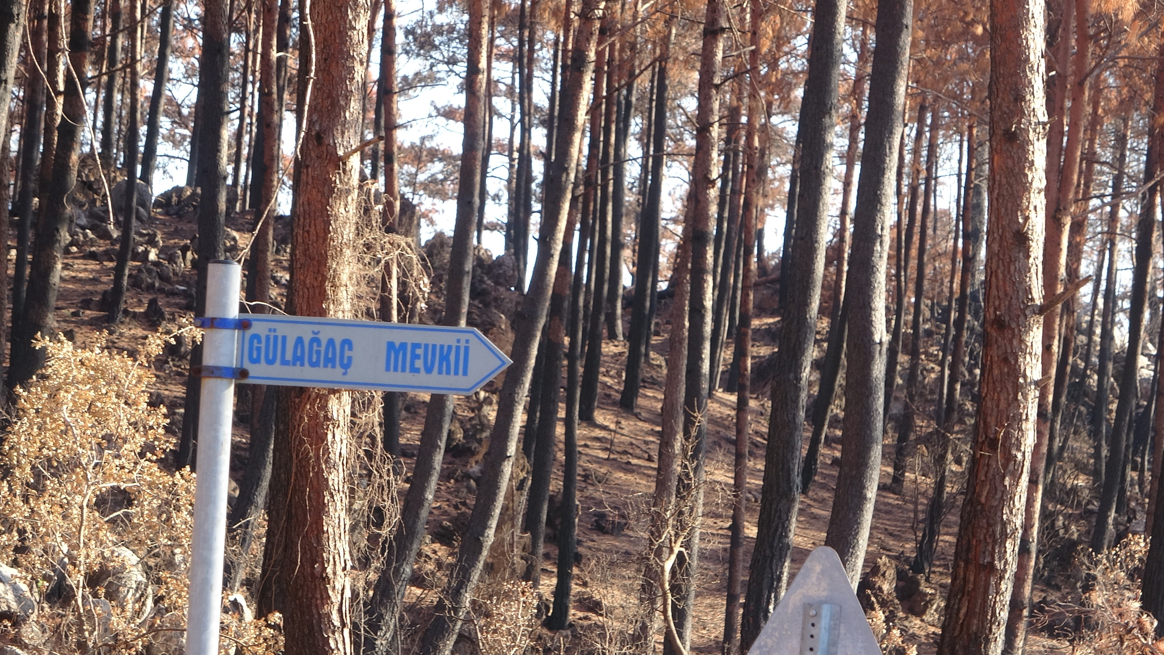 Yanan ağaçlar kesilirken, yeniden filizlenen ağaçlara dokunulmuyor