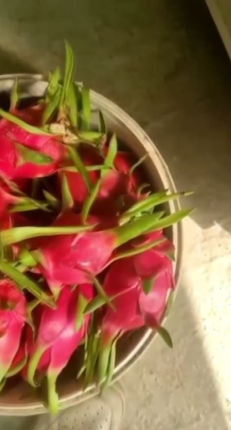 Antalya’da ilginç ‘ejder meyvesi’ tartışması karakolda son buldu