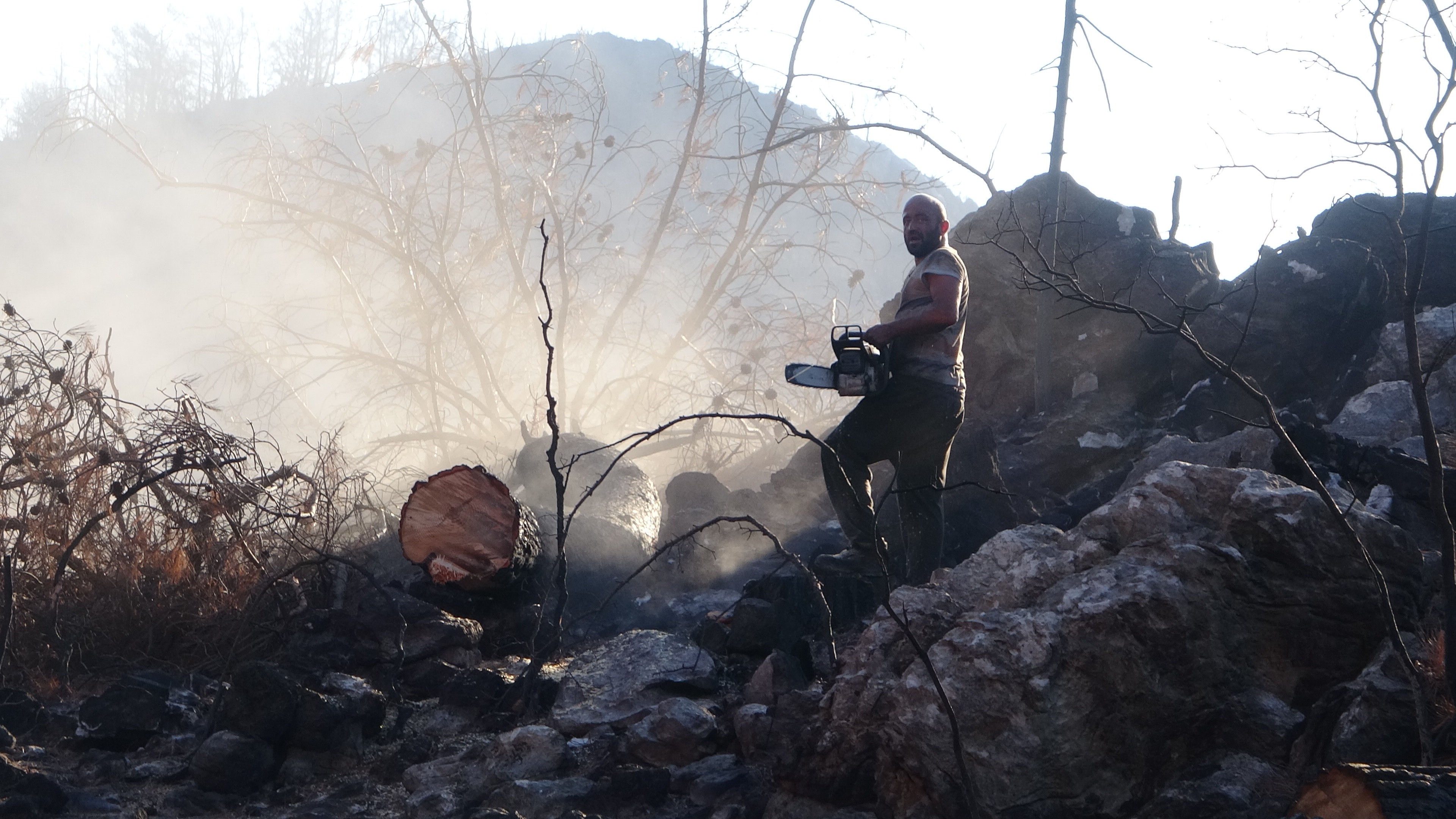 Yanan ağaçlar kesilirken, yeniden filizlenen ağaçlara dokunulmuyor