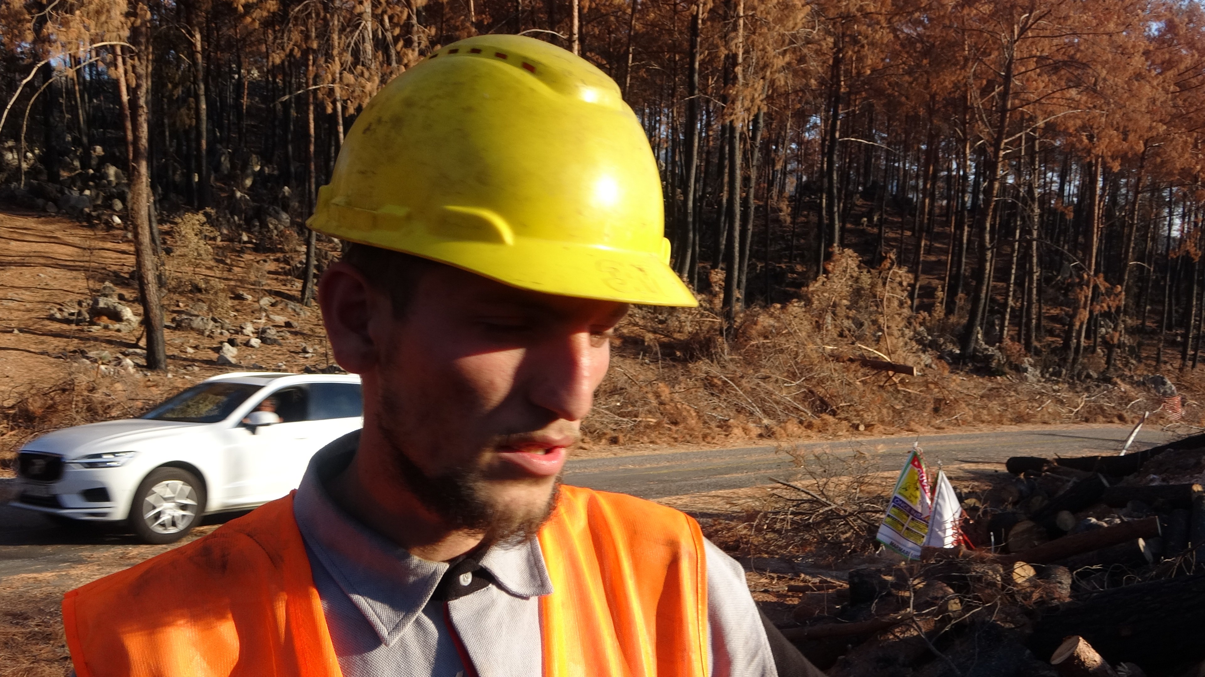 Yanan ağaçlar kesilirken, yeniden filizlenen ağaçlara dokunulmuyor