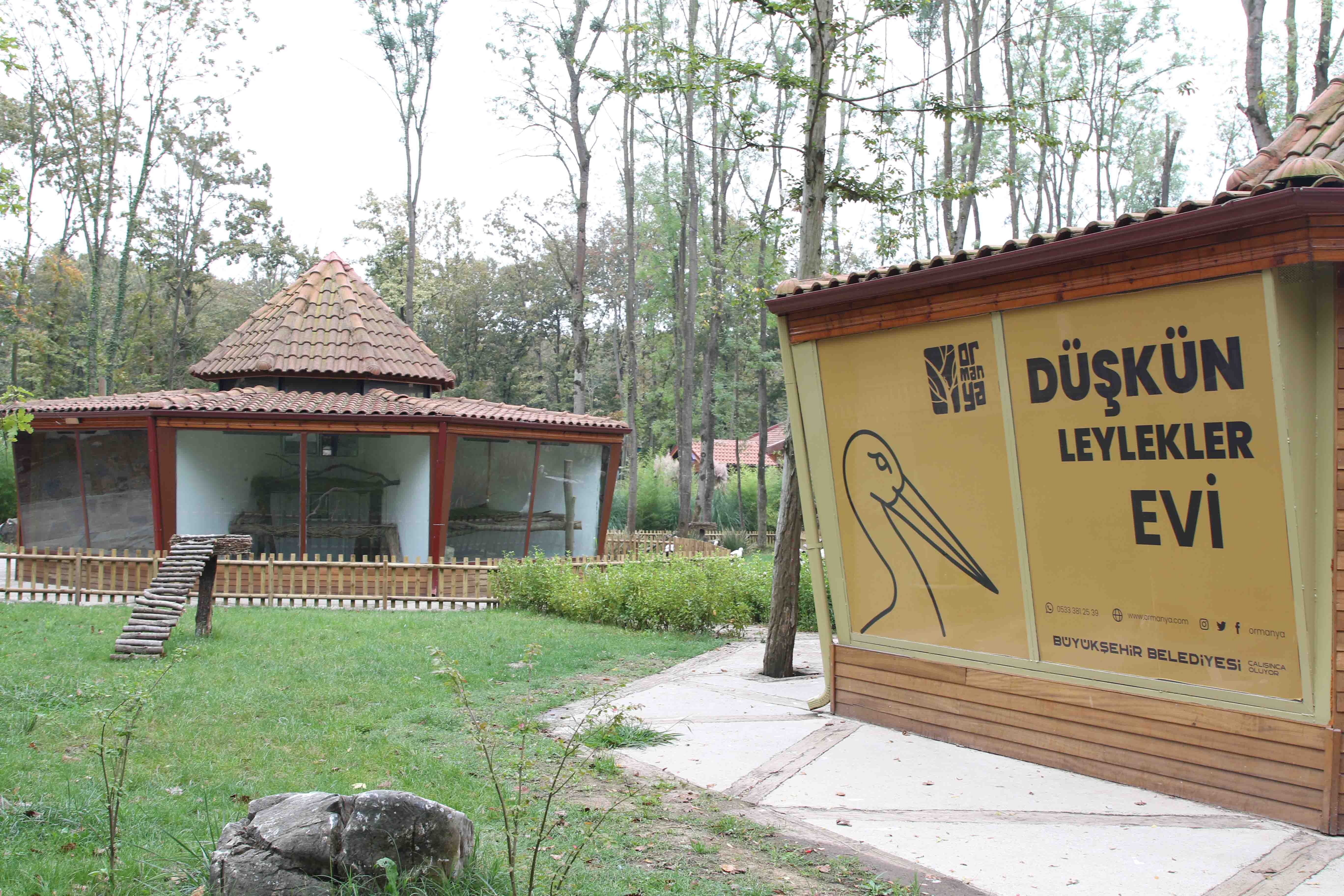 Düşkün leylekler evi Ormanya'da