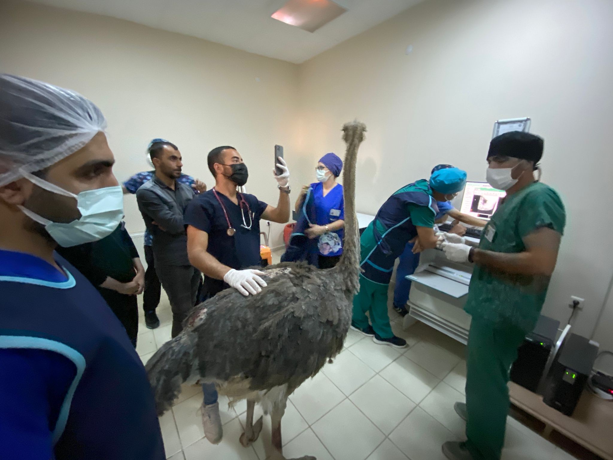 Deve kuşu midesinden bıçak, çivi, çakmak, plastik boru ve çeşitli yabancı cisimler çıkarıldı