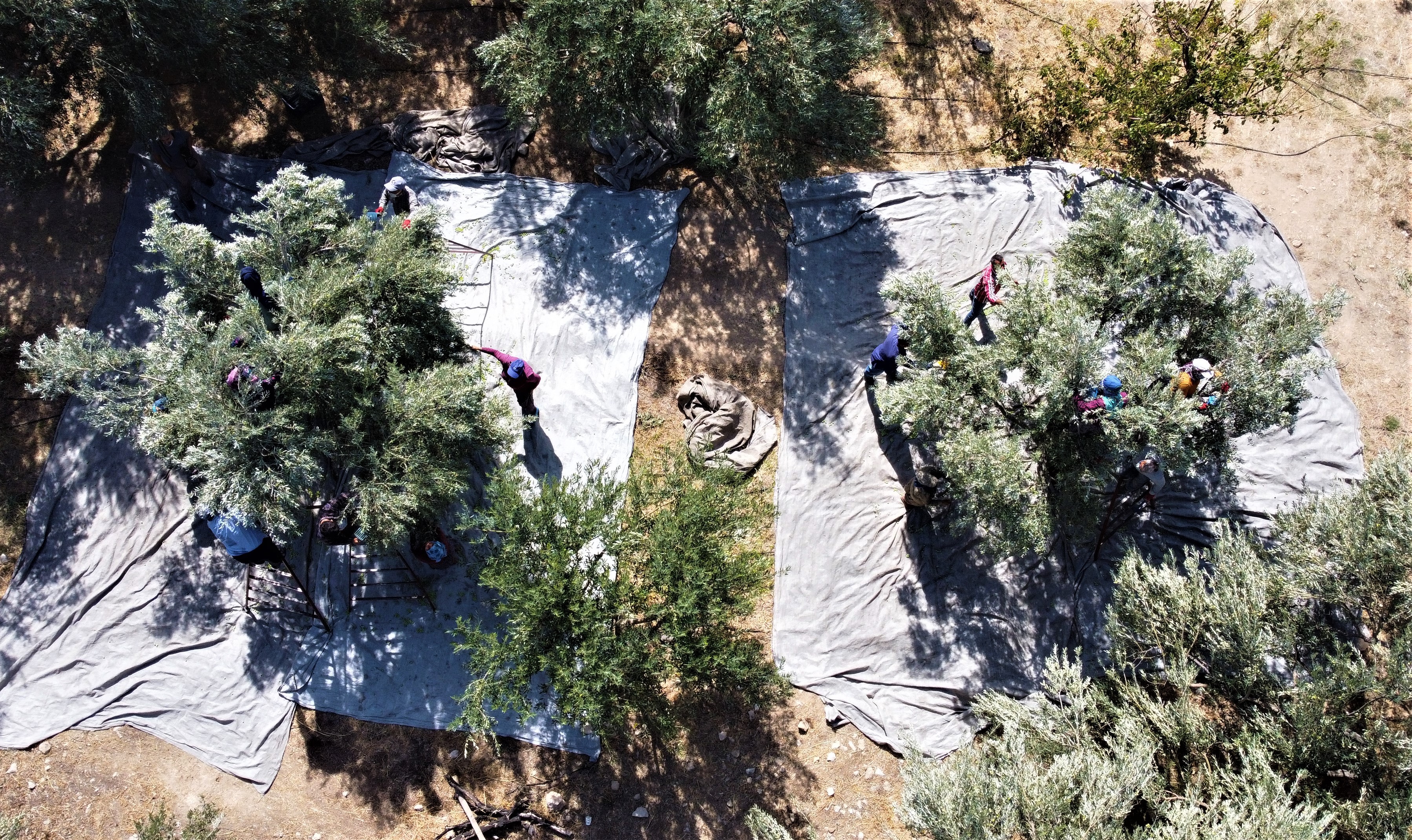 Tescille önü açılan Mut zeytinyağı Avrupa'ya ihraç edilmeye başlandı
