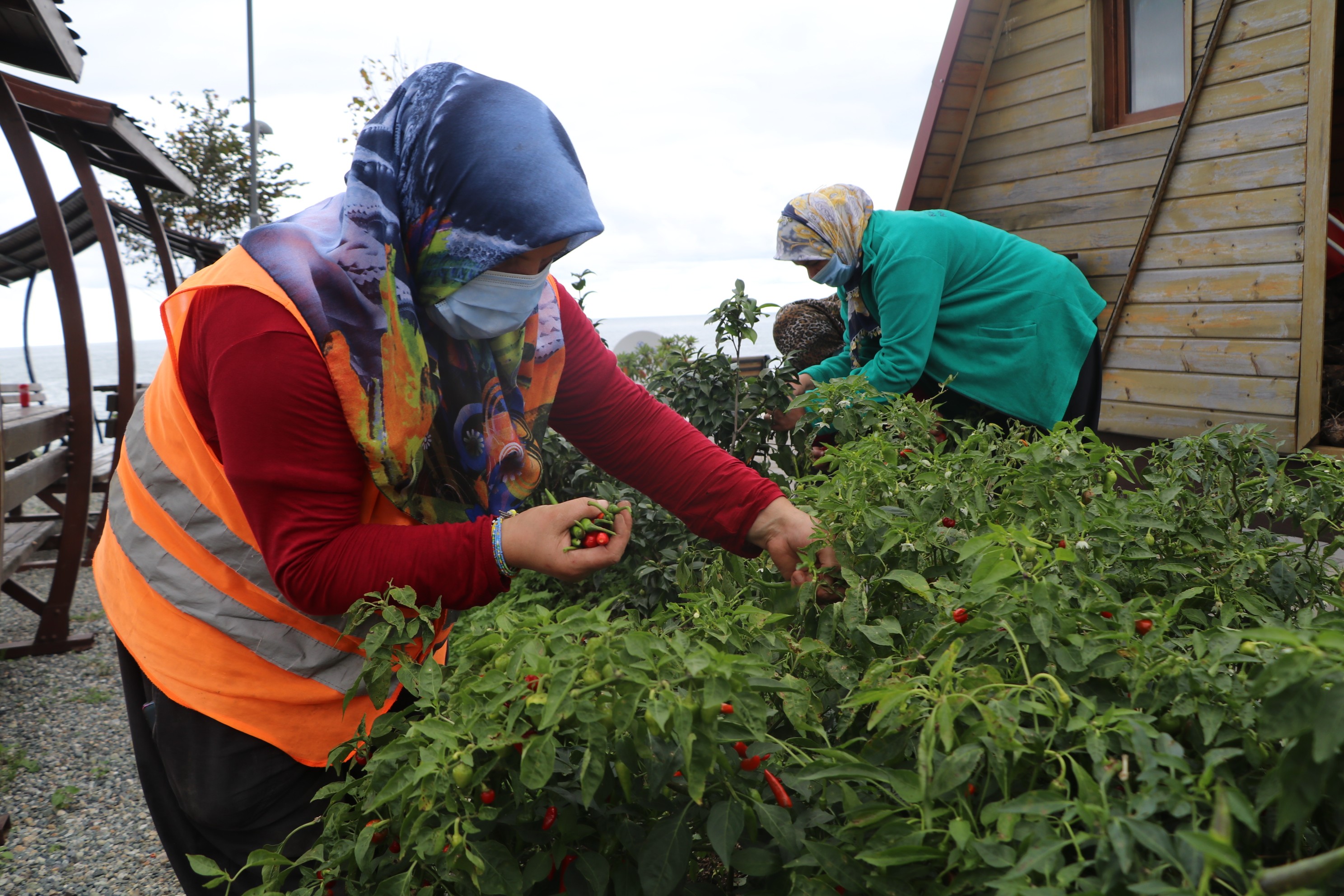 Rize’nin ata tohumları seralarda hayat buluyor