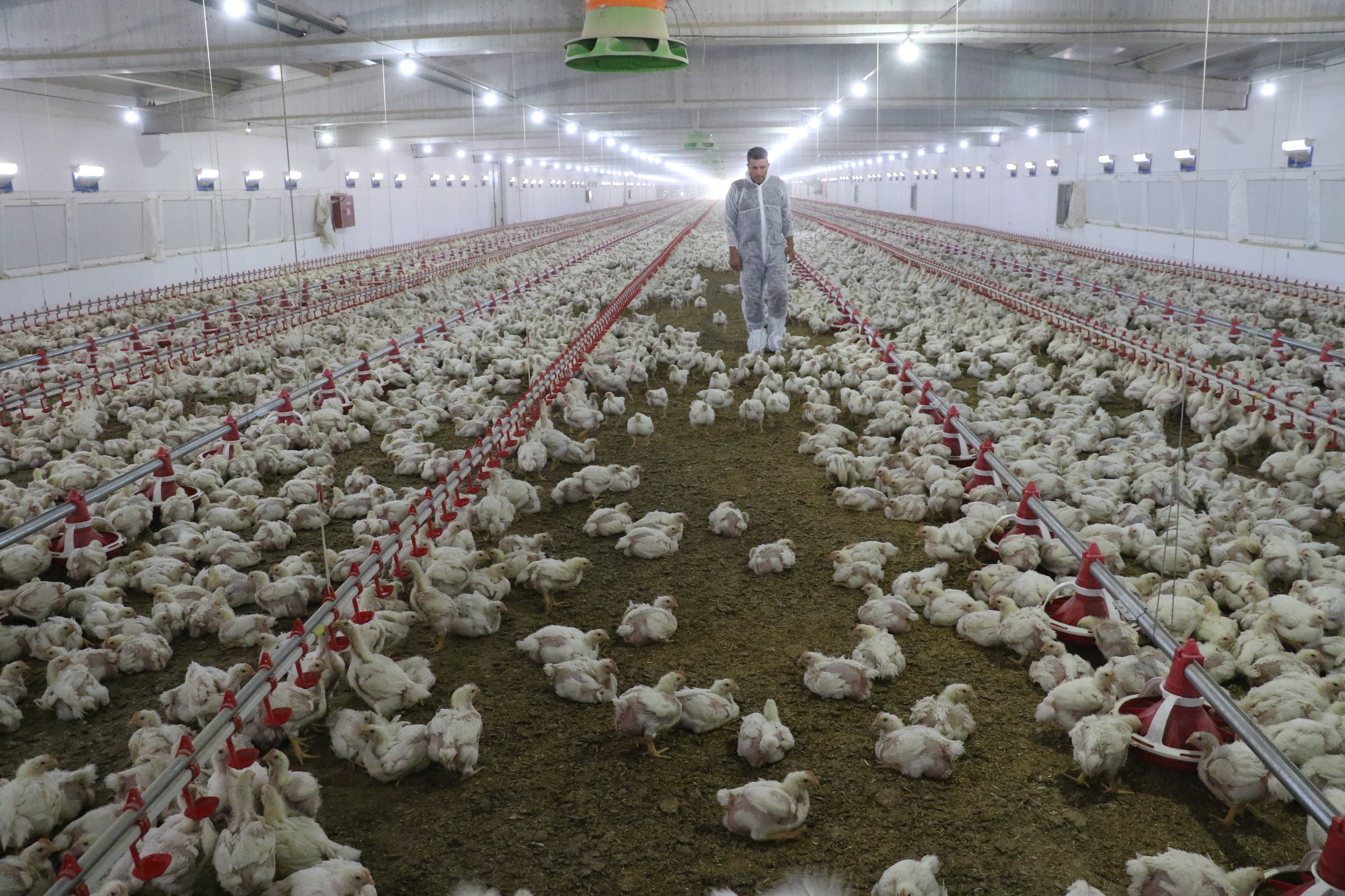 TKDK’dan aldığı destek ile köyünü tavuk ve besi çiftliğine döndürdü