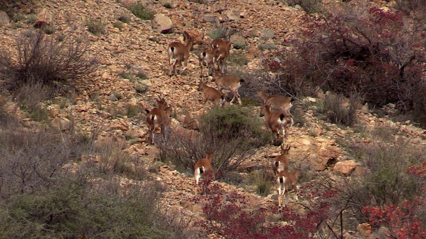 Yaban keçisi sürüsü doğal ortamında görüntülendi
