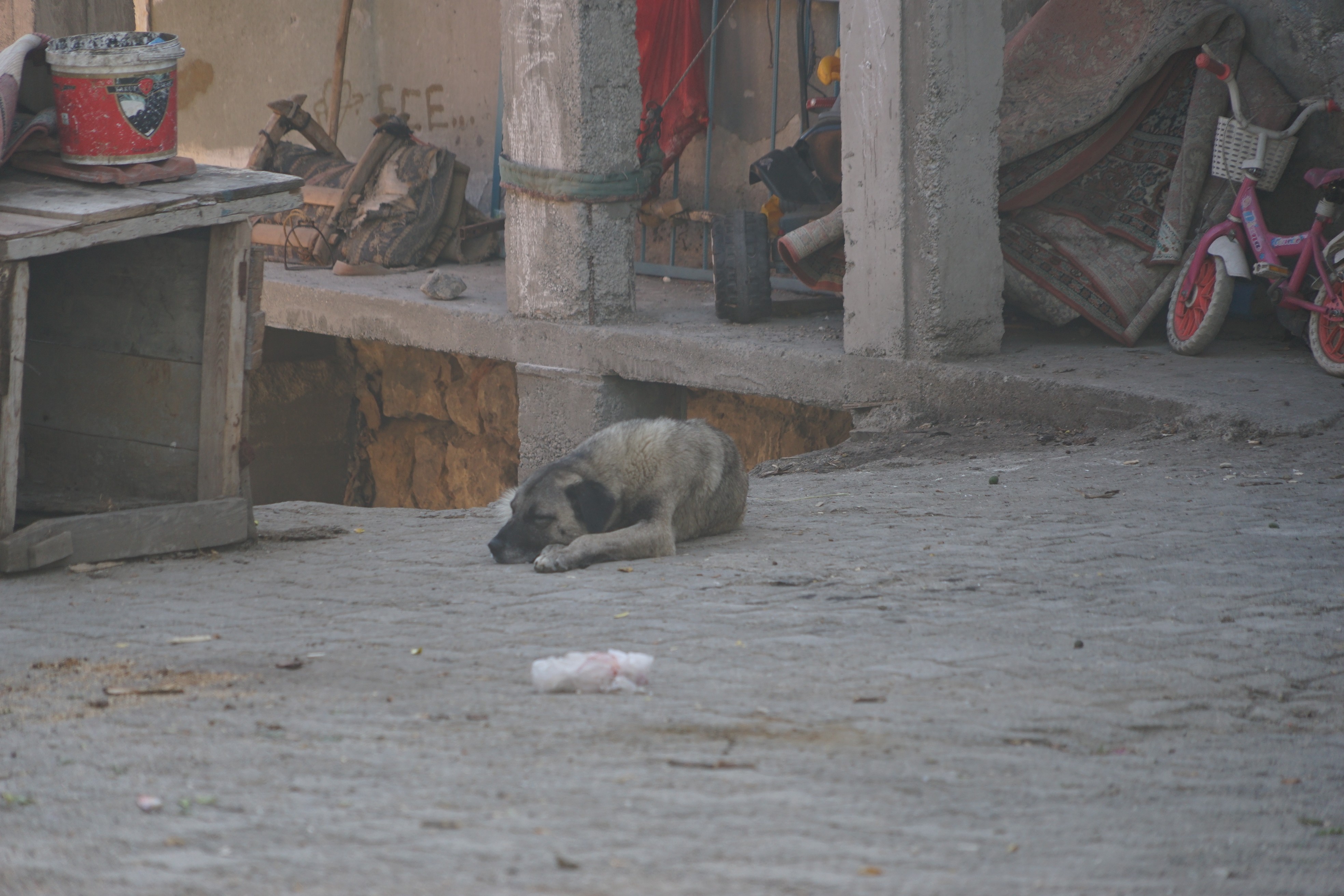 Köpeğin saldırısına uğrayan 3 yaşındaki çocuk ölümden döndü