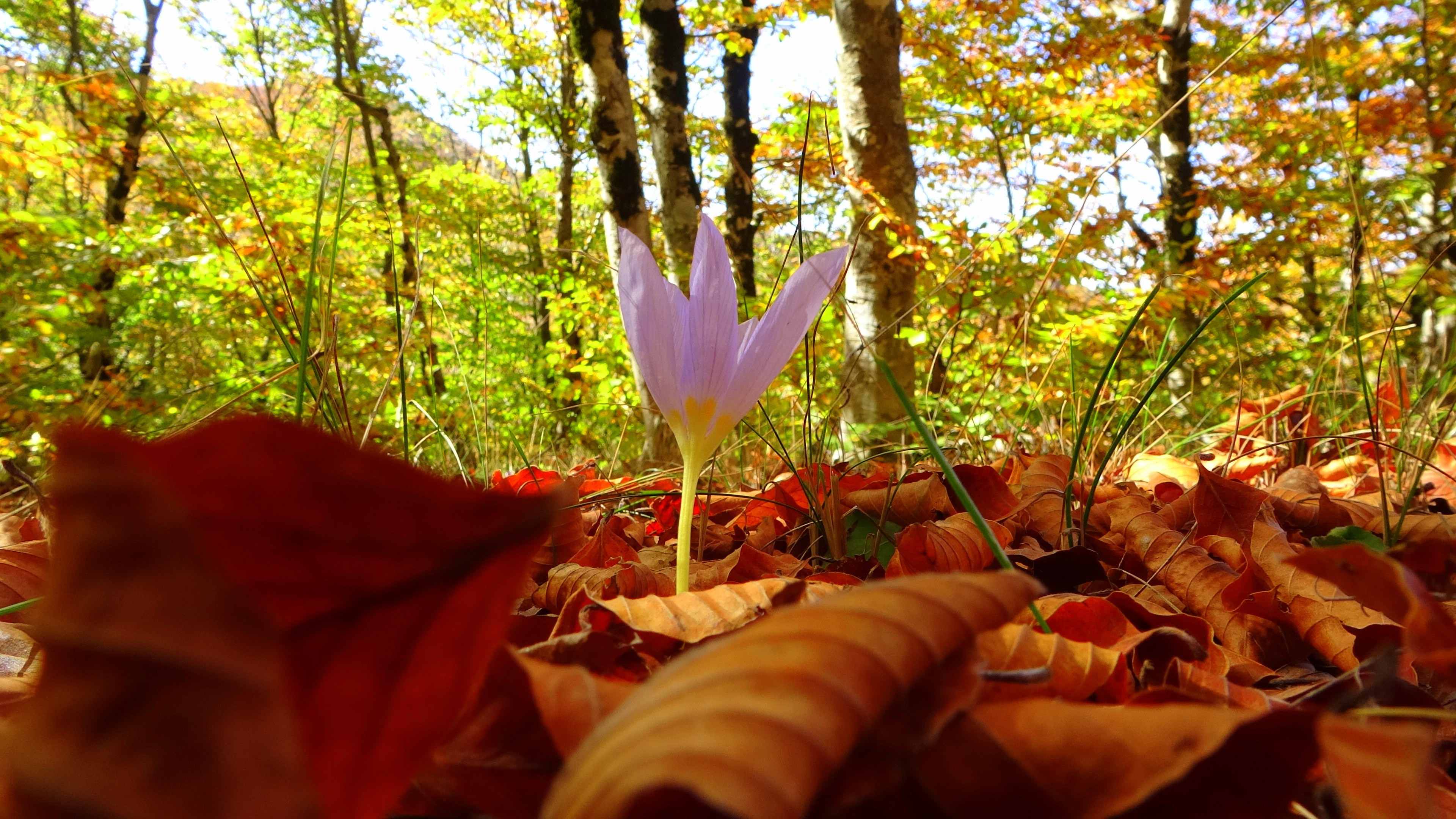 Dumanlı Yaylası’nda renk cümbüşü
