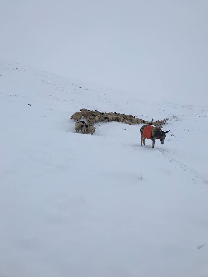 Erzincan’ın yüksek kesimlerinde kar yağışı etkili oldu