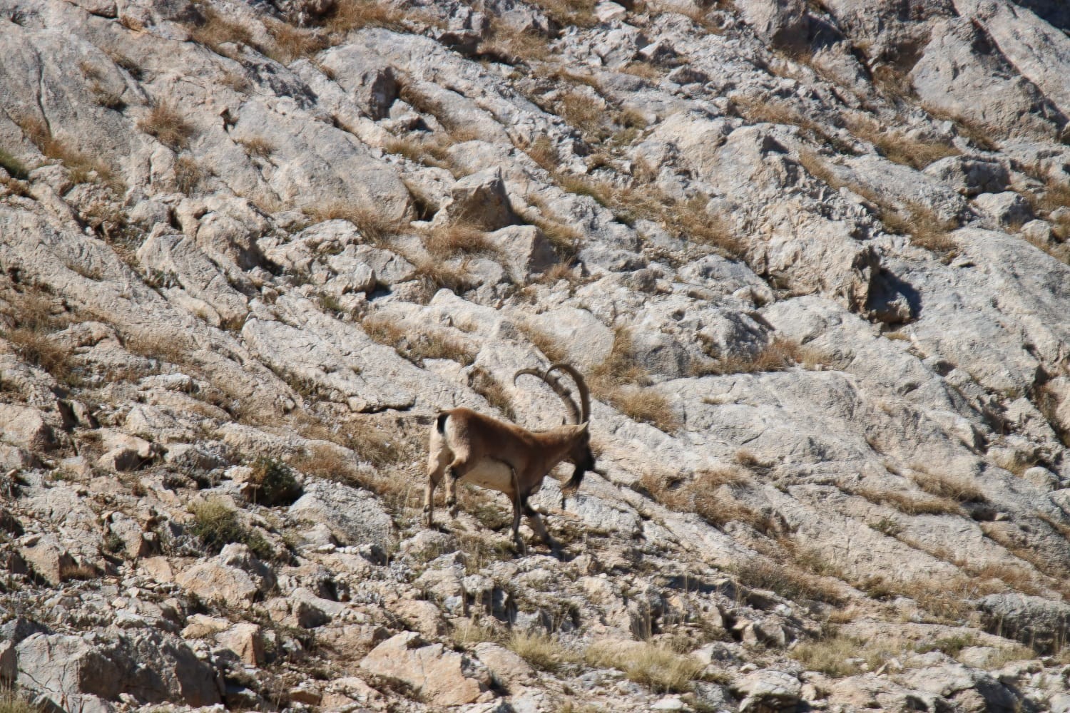 Tunceli'de çengel boynuzlu dağ keçisi görüntülendi