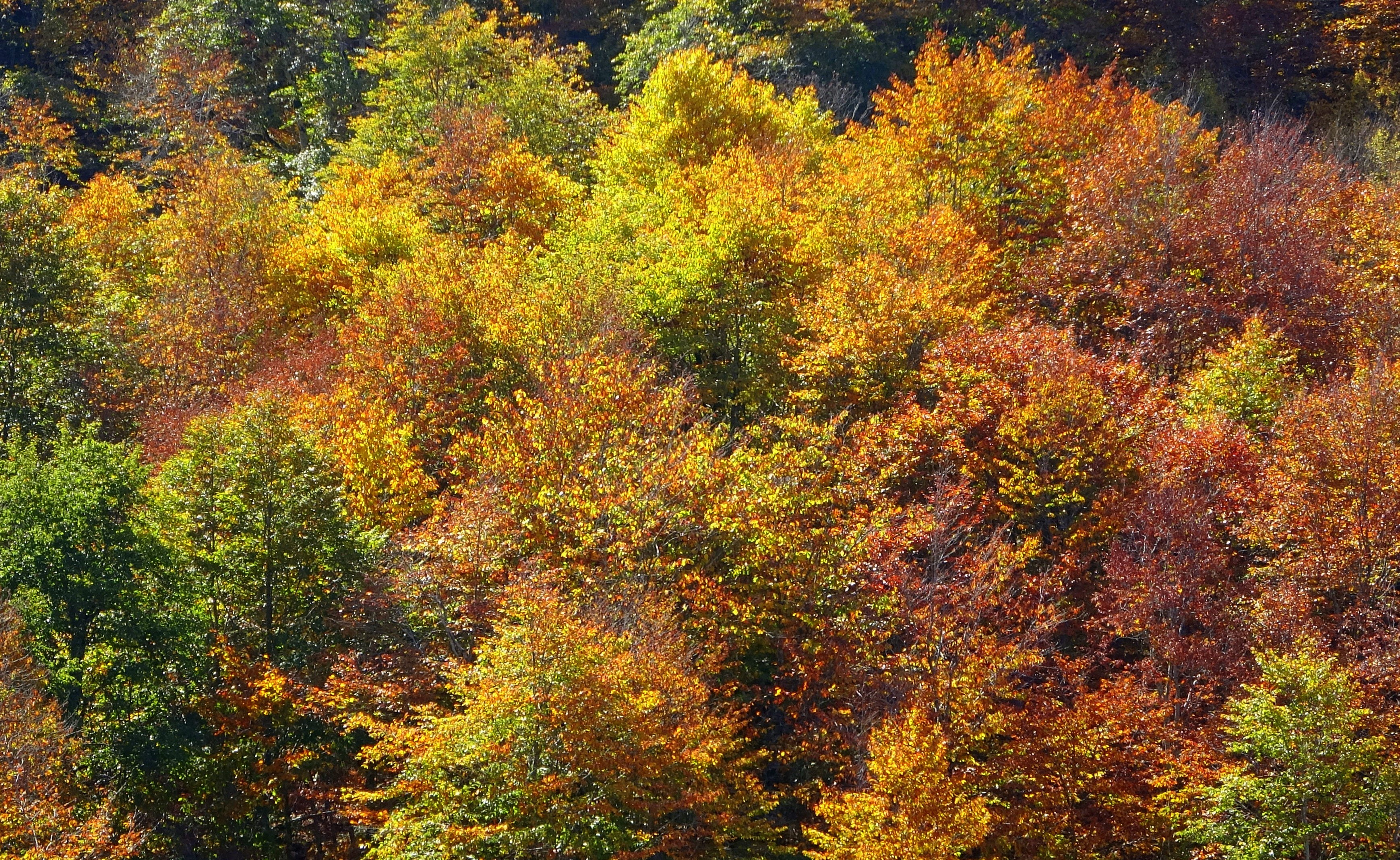 Dumanlı Yaylası’nda renk cümbüşü