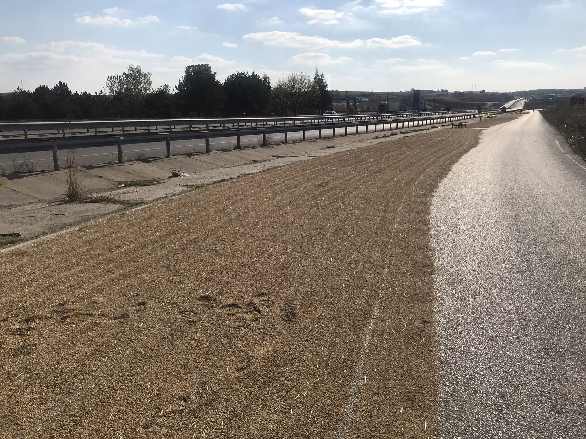 Duble yol, köylülerin çeltik kurutma sahası oldu