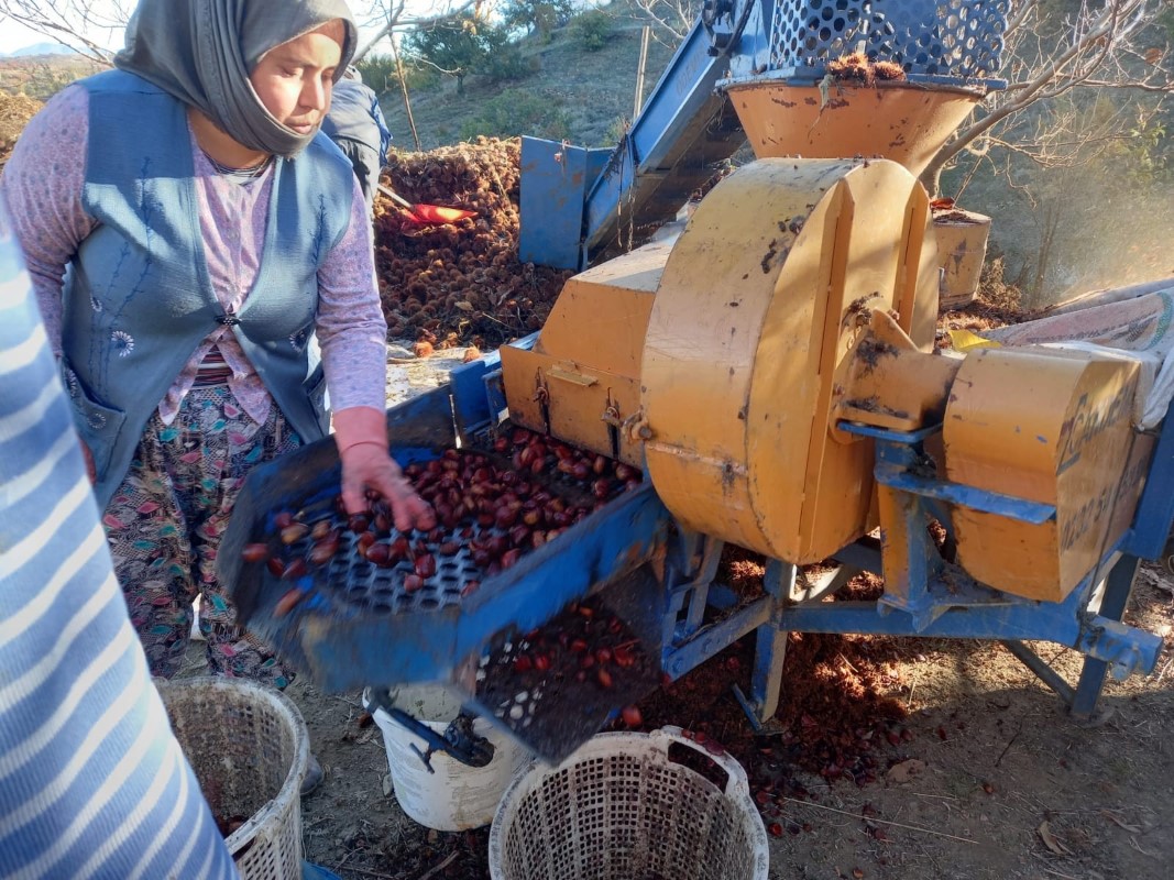 Kestane fiyatları altınla yarışınca üretici ürünü kuyudan erken çıkardı