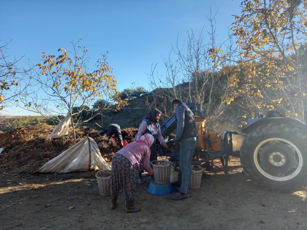 Kestane fiyatları altınla yarışınca üretici ürünü kuyudan erken çıkardı