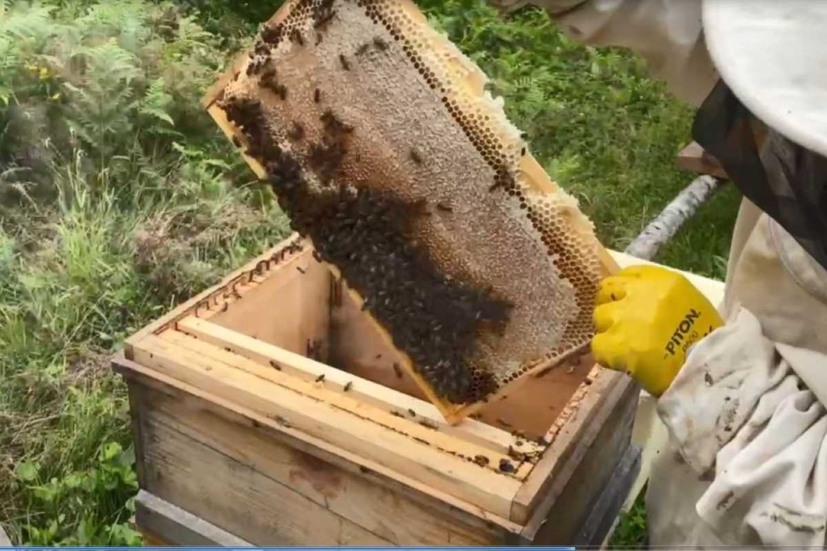 Hatila balının kalitesi tescillendi