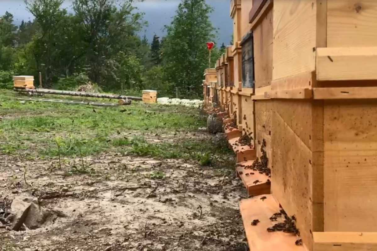 Hatila balının kalitesi tescillendi