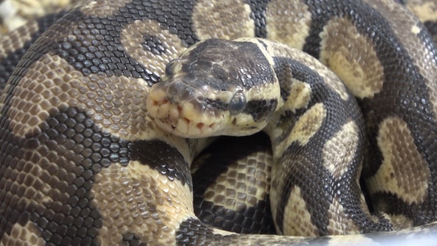 TikTok'tan paylaştı, 8 bin 692 lira ceza yedi