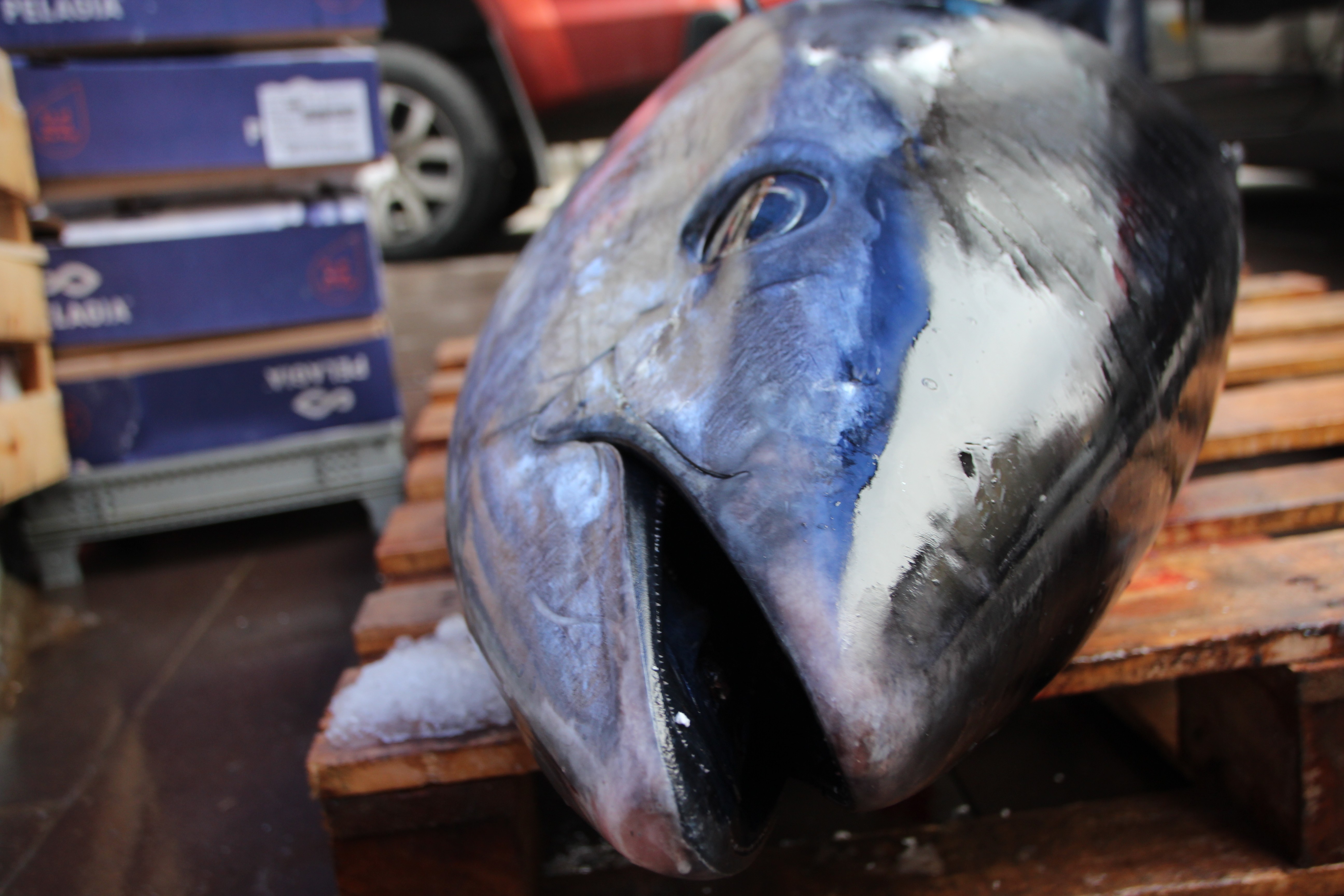 150 kiloluk dev orkinos görenleri şaşkına çevirdi