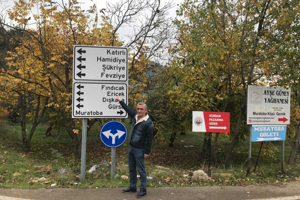 Siyah inci ‘zeytin’ dalından sofralara ulaştırılıyor