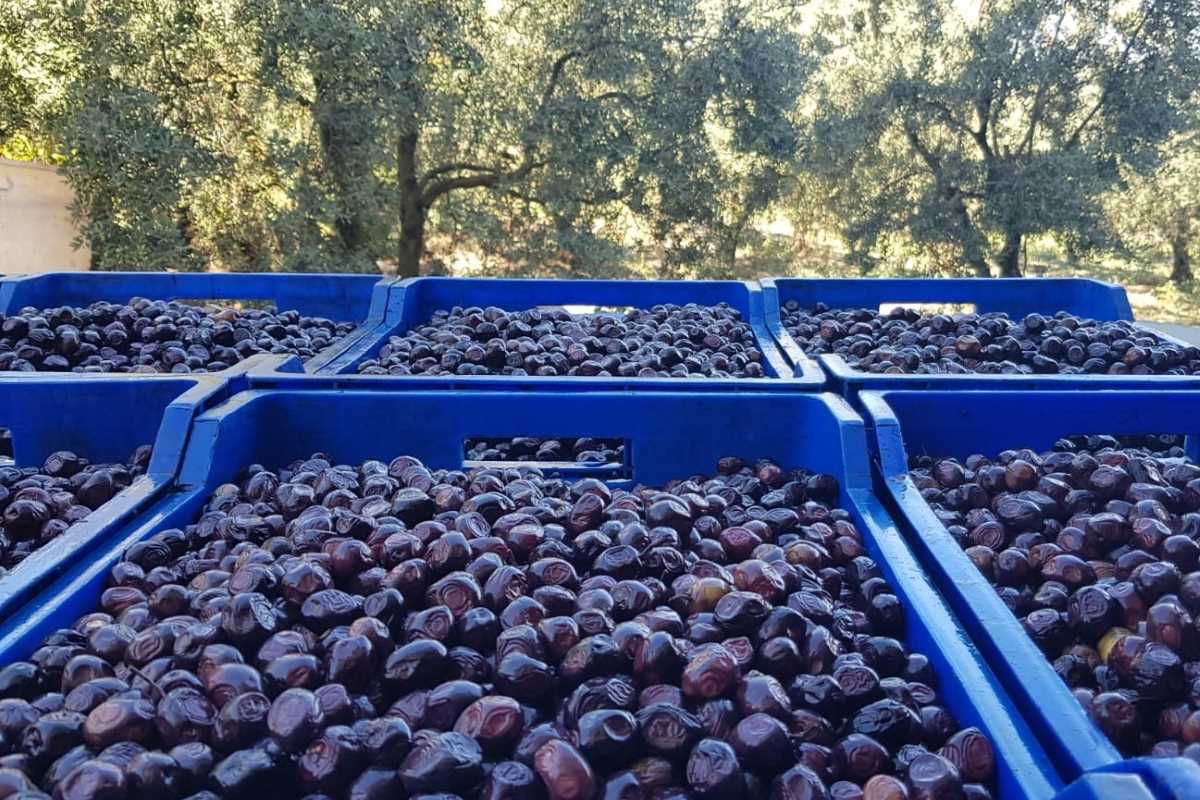 Siyah inci ‘zeytin’ dalından sofralara ulaştırılıyor