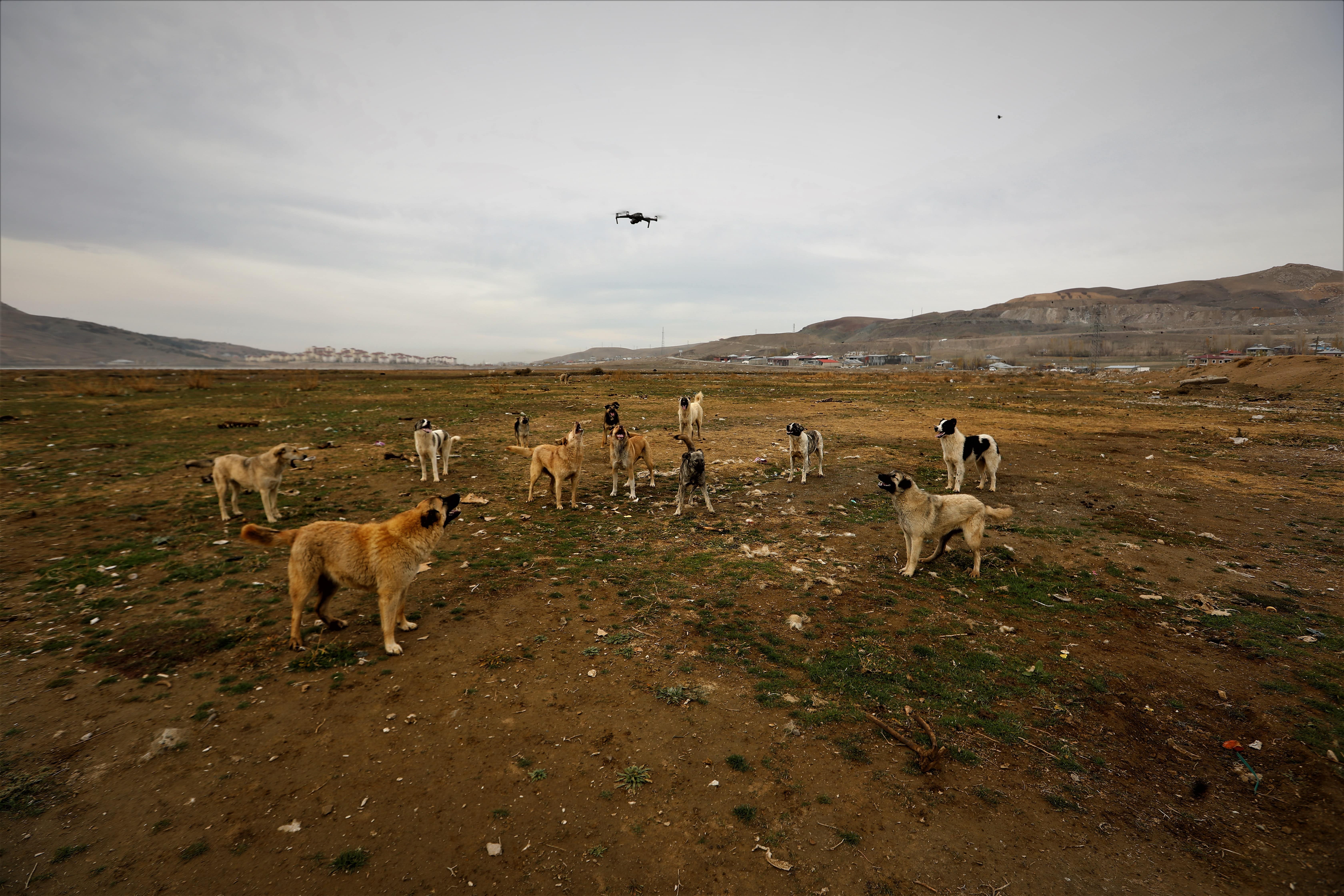 Köpeklerin drone ile imtihanı kamerada