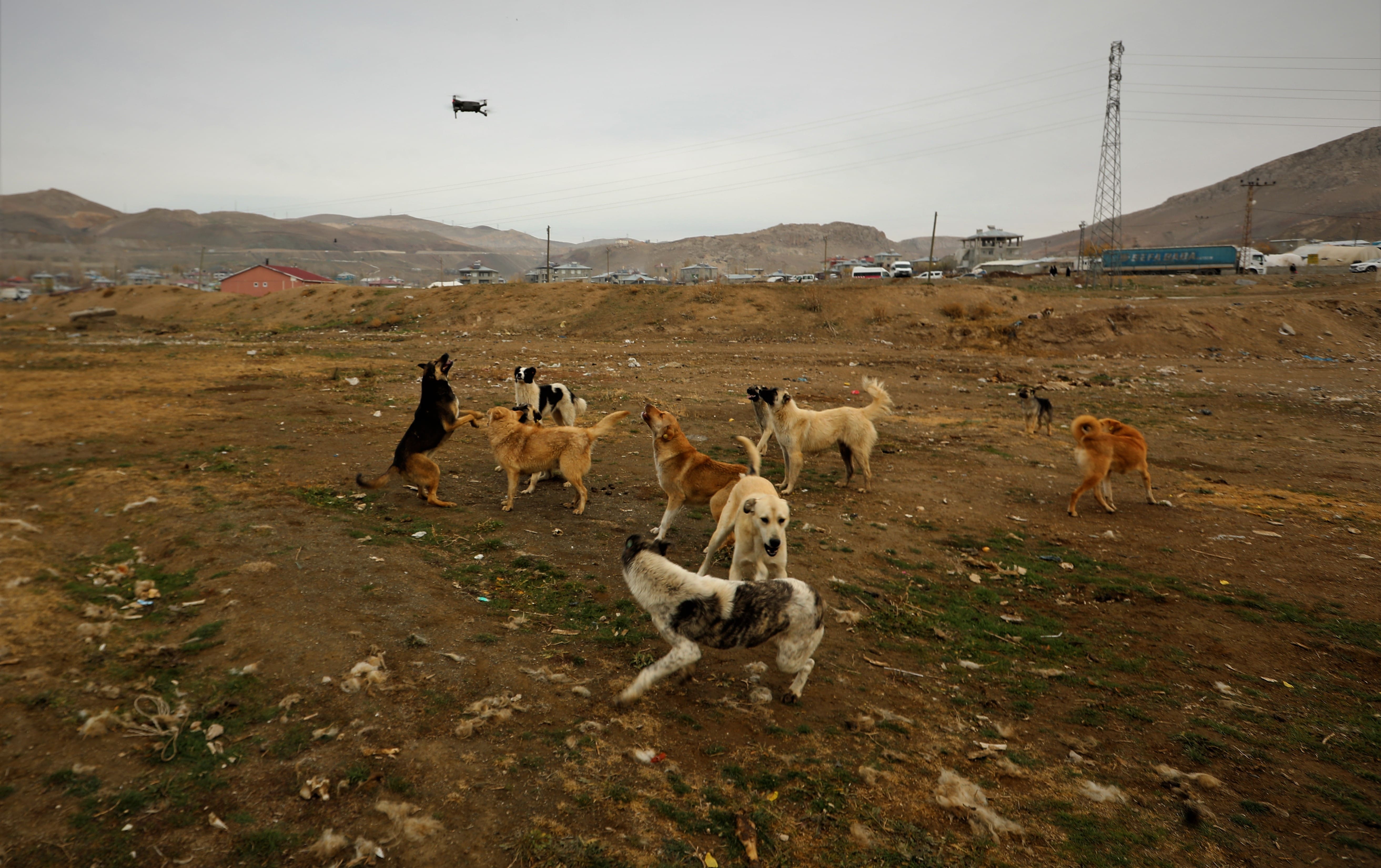 Köpeklerin drone ile imtihanı kamerada