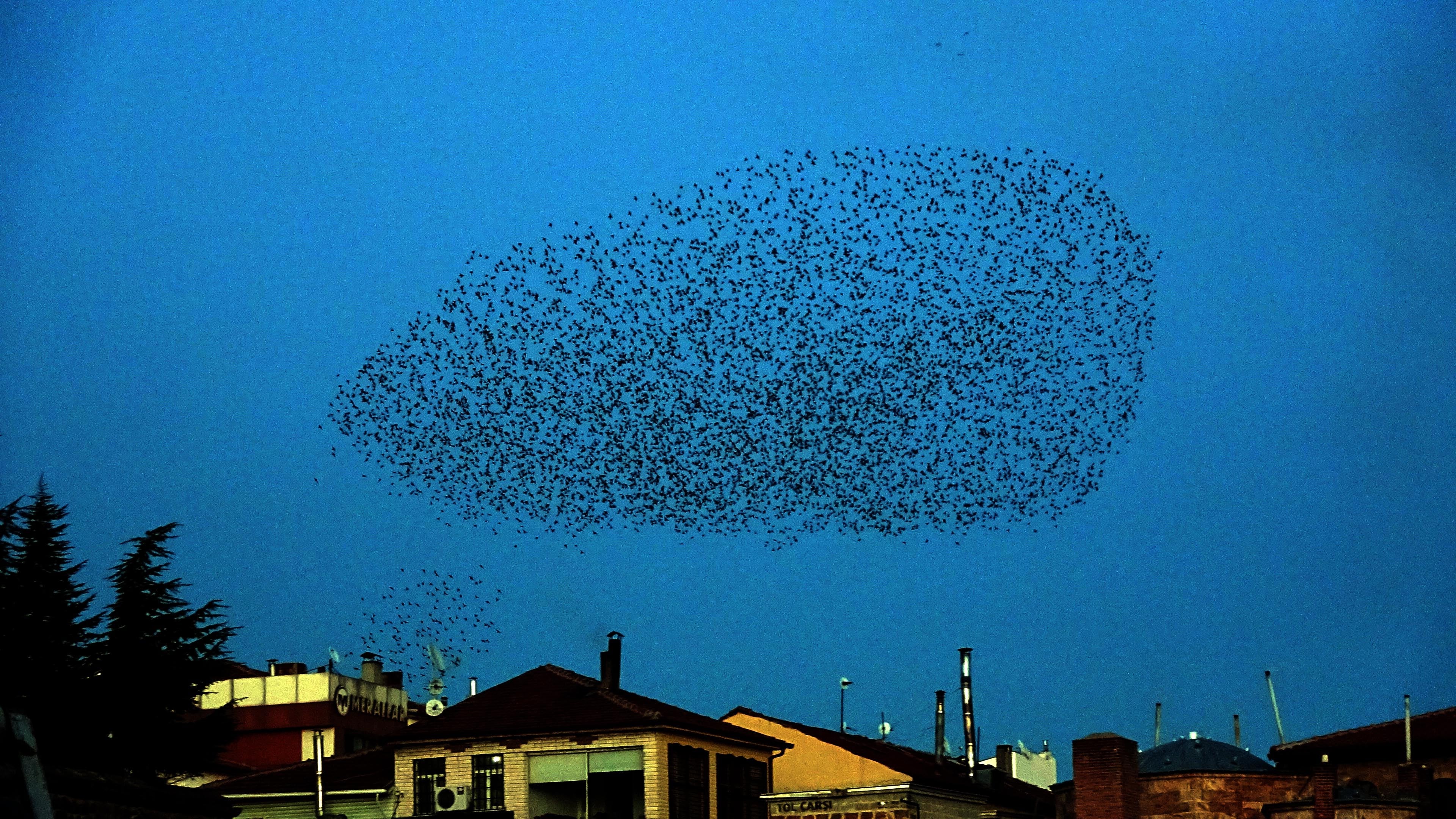 Sığırcık sürüsü ezan sesi ile mest etti