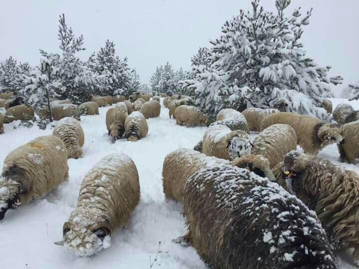 Karda yayılan koyunlar ilginç görüntüler oluşturdu