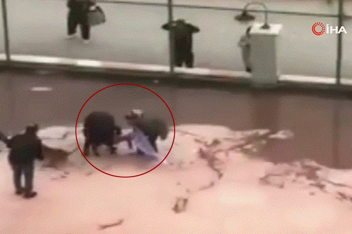 Pitbull saldırısına uğrayan Asiye’nin hayati tehlikesi sürüyor