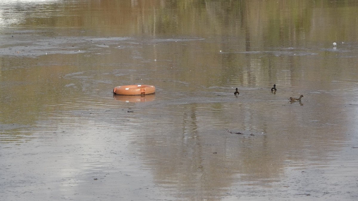 Manavgat yangını, küllerini 5 ay sonra sel sularıyla ırmağa döktü