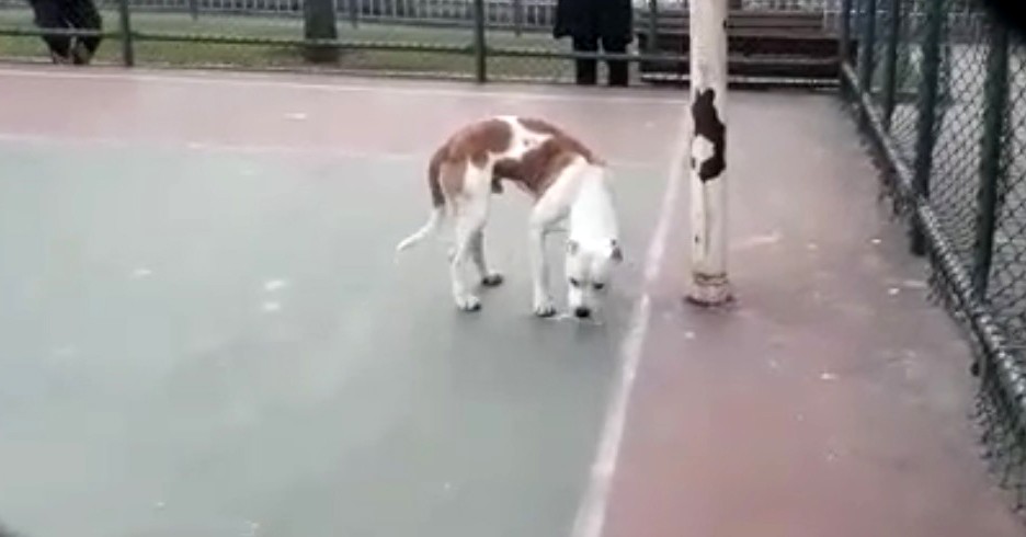 Sultangazi’de basketbol oynayan iki çocuğa pitbull cinsi köpek saldırdı