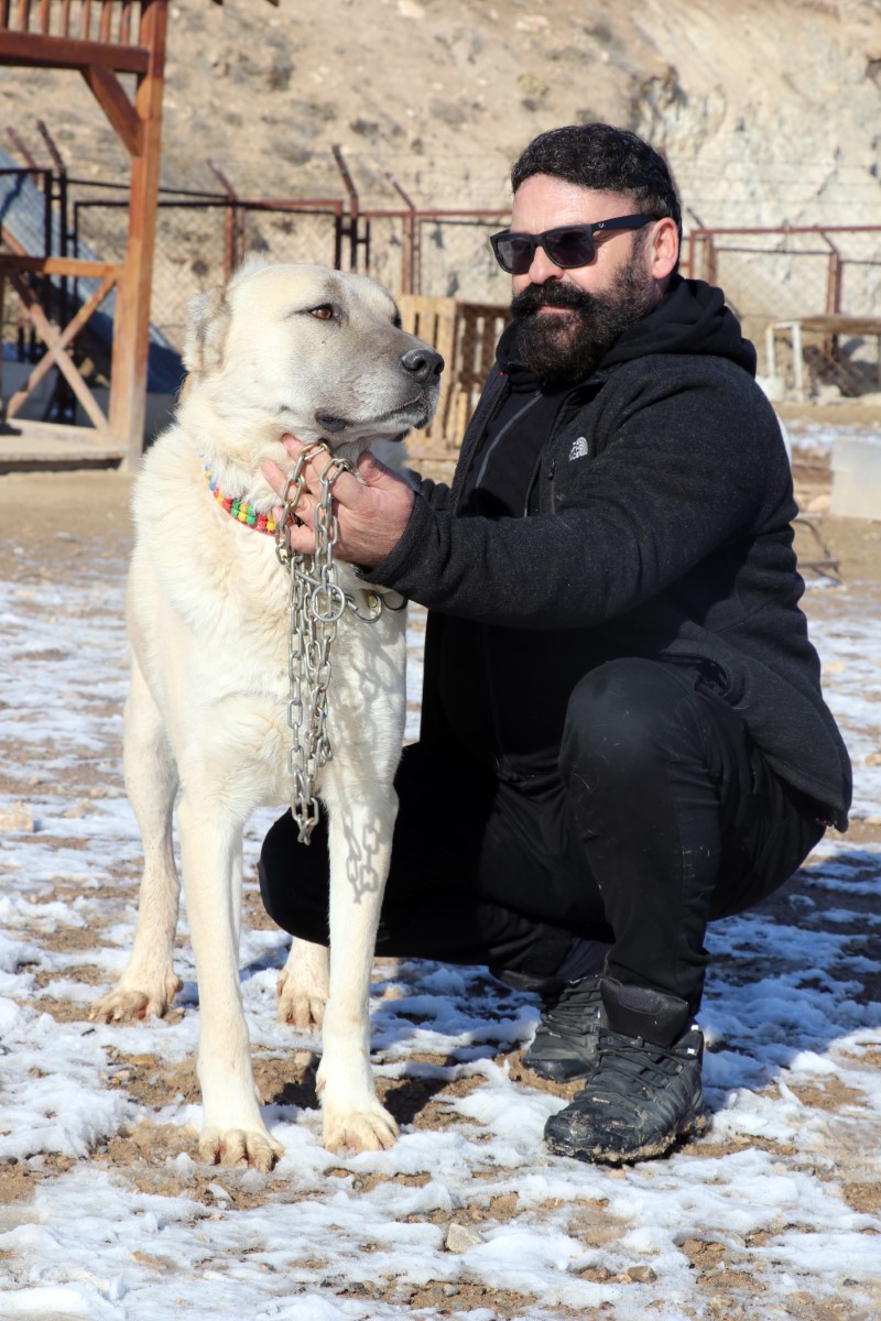 Laboratuvar köpeği olan pitbullar insan elinde katilleşiyor