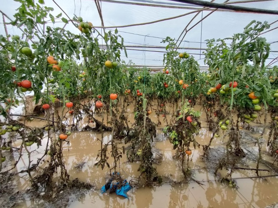 Kumluca'da sel yaklaşık 2 bin dönüm seraya zarar verdi