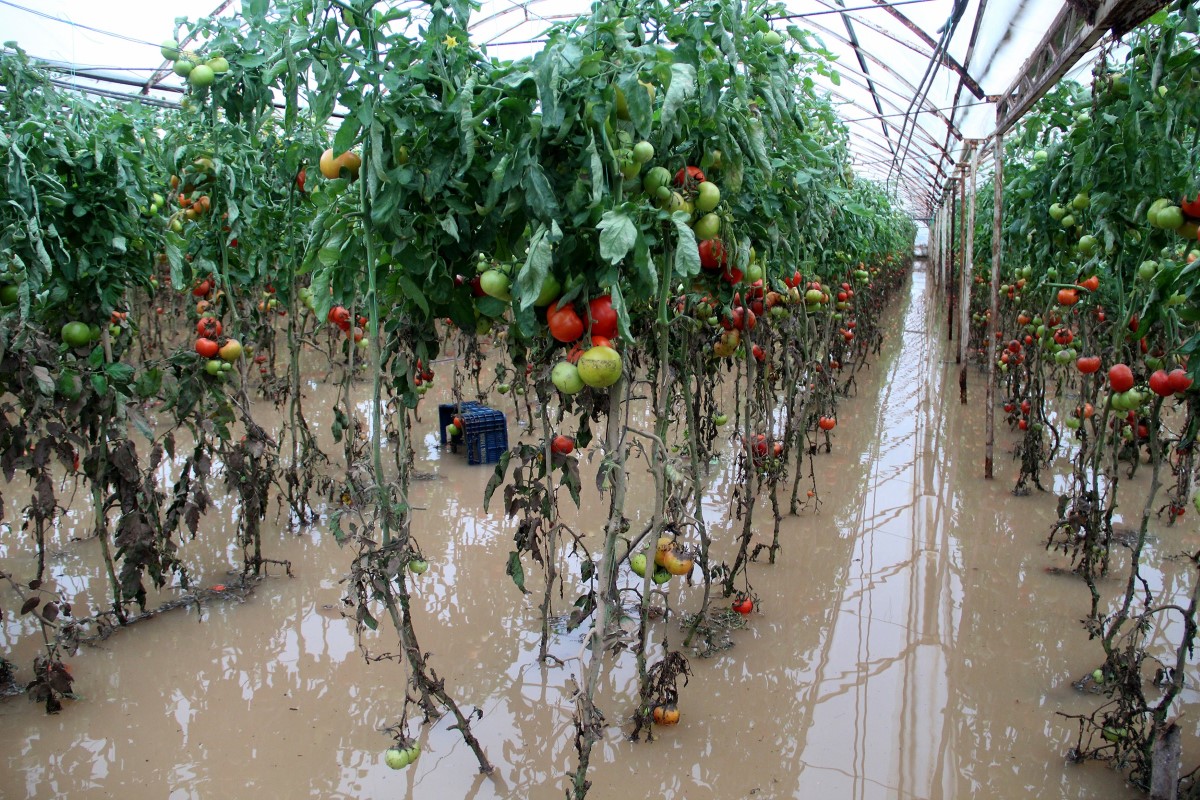 Kumluca'da sel yaklaşık 2 bin dönüm seraya zarar verdi