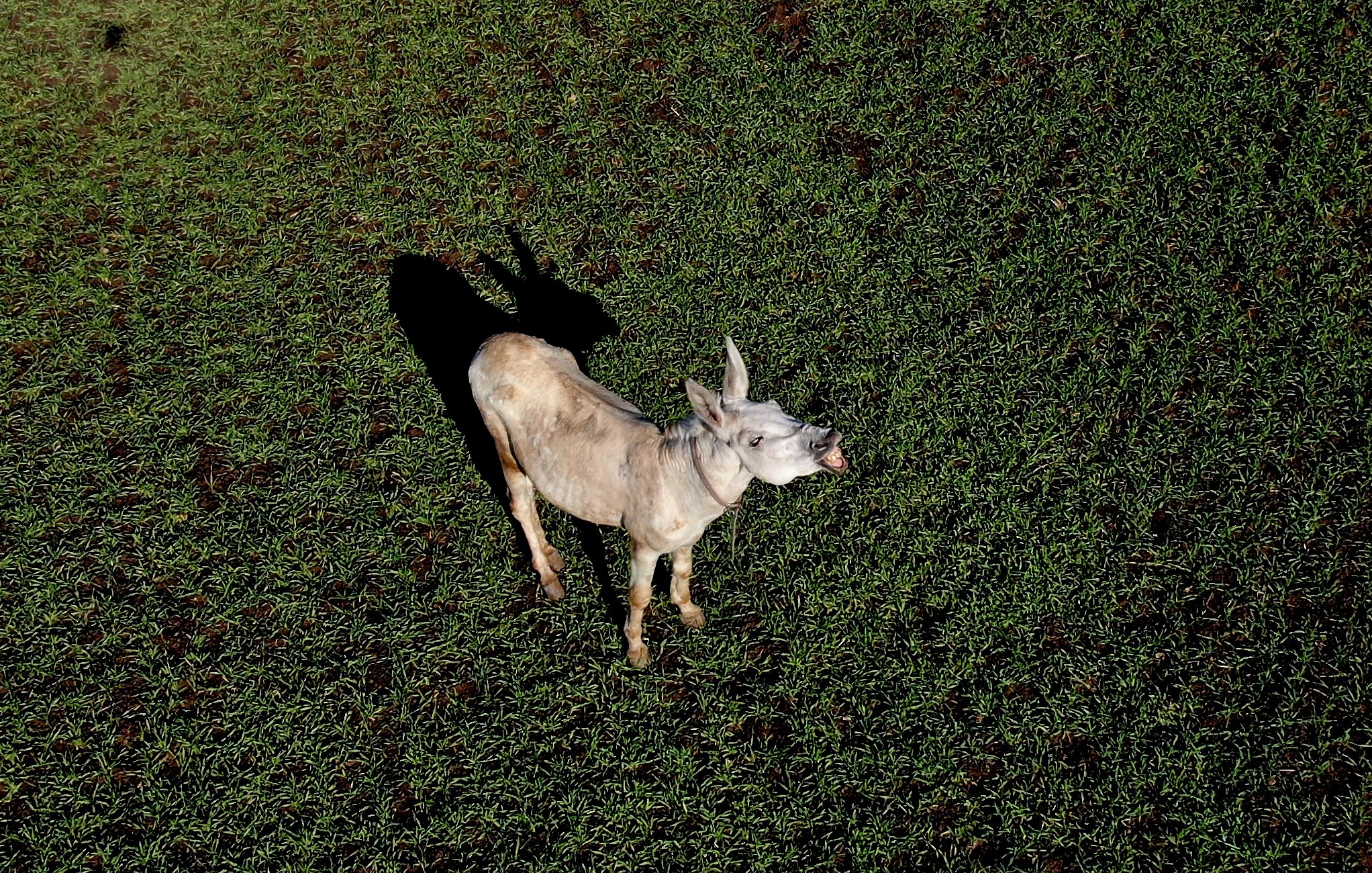 Mardin’de çöp toplamakta kullanılan eşek emekli oldu