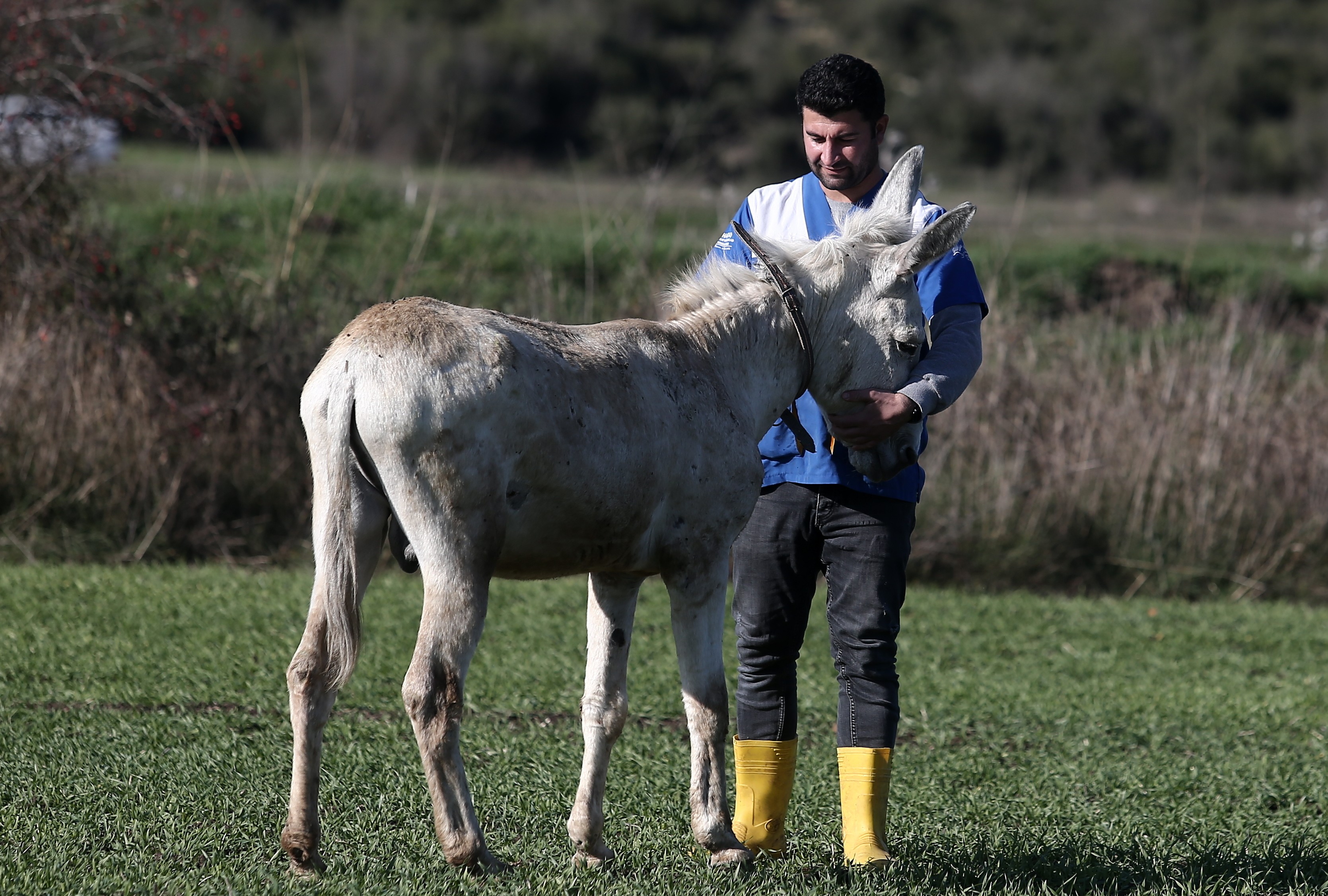 Mardin’de çöp toplamakta kullanılan eşek emekli oldu