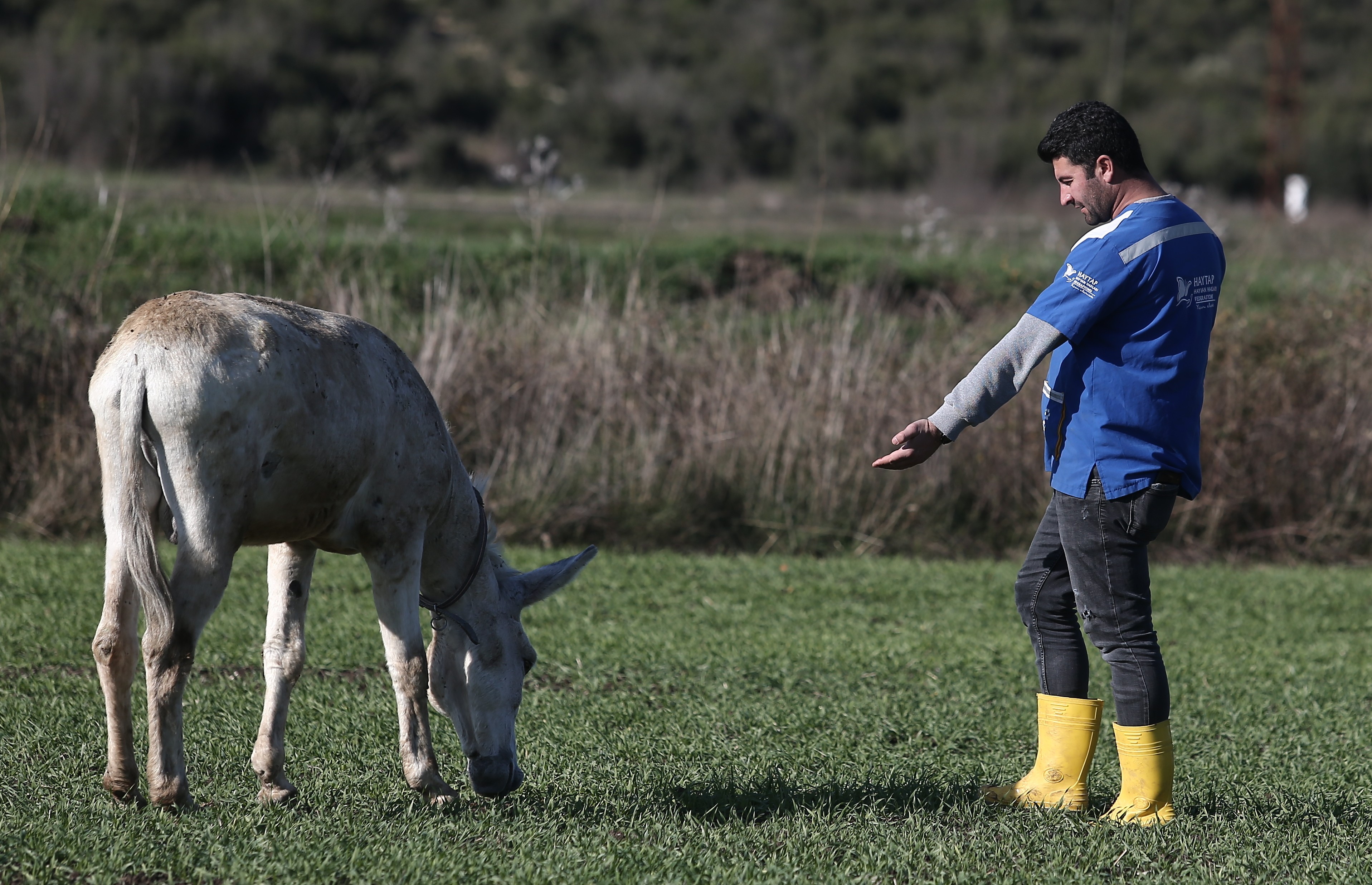 Mardin’de çöp toplamakta kullanılan eşek emekli oldu